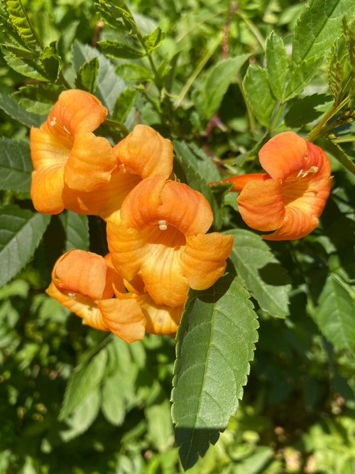 TECOMA SUN TRUMPETS 'ORANGE'