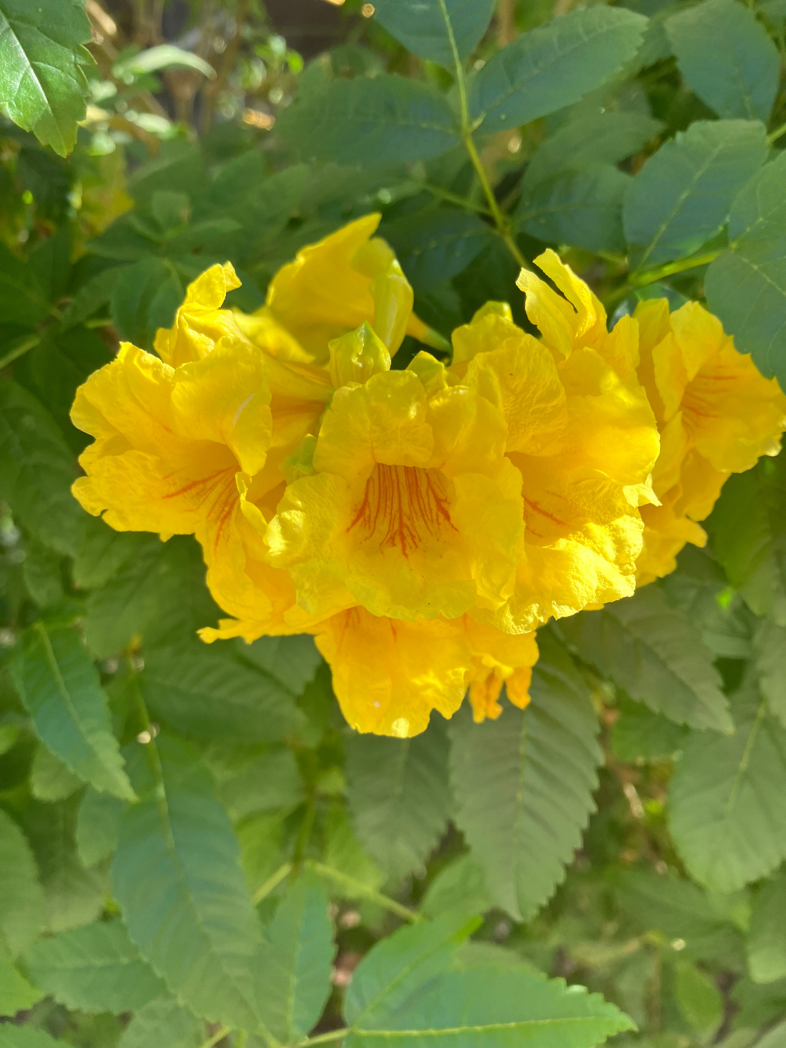 TECOMA SUN TRUMPETS 'YELLOW'