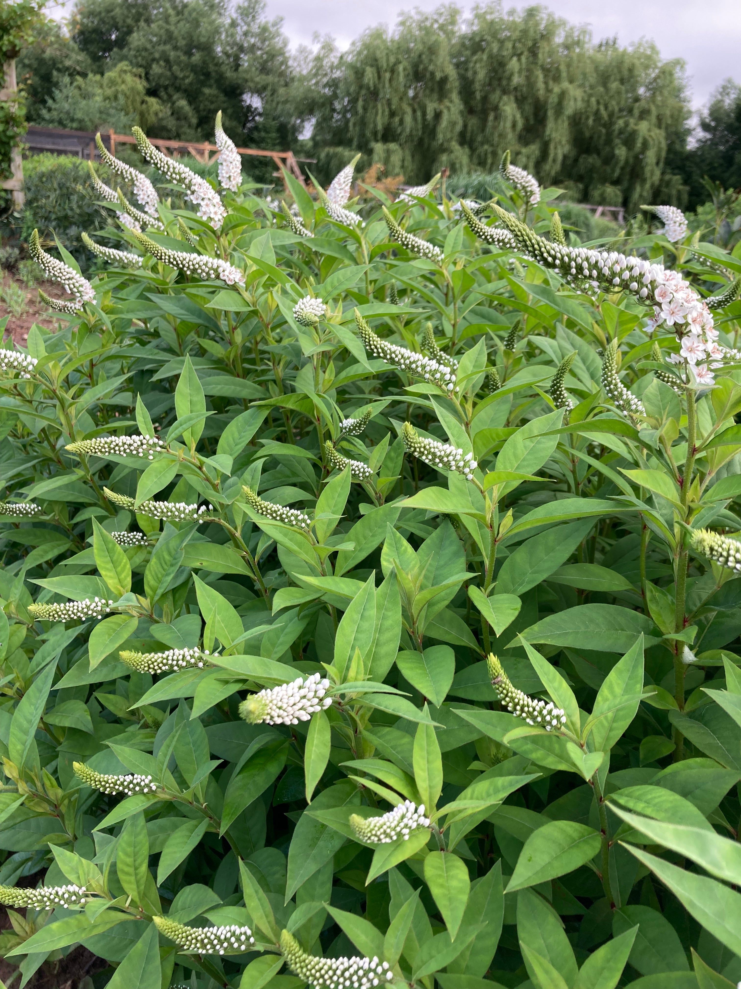 LYSMACHIA CLETHROIDES