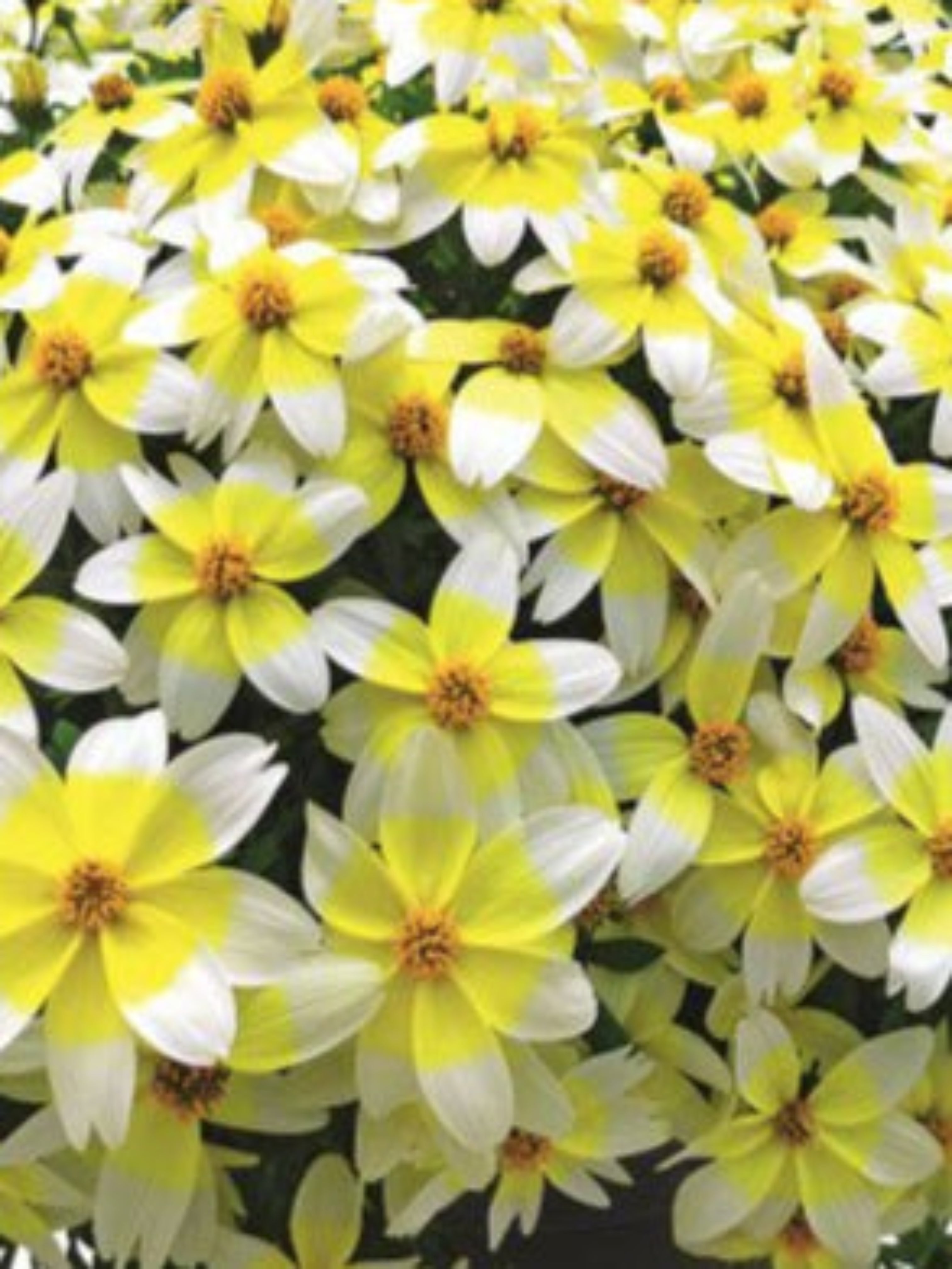 BIDENS 'WHITE ELECTRIC'