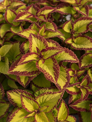 SUPERCALIBRACHOA PREMIUM 'BORDEAUX'
