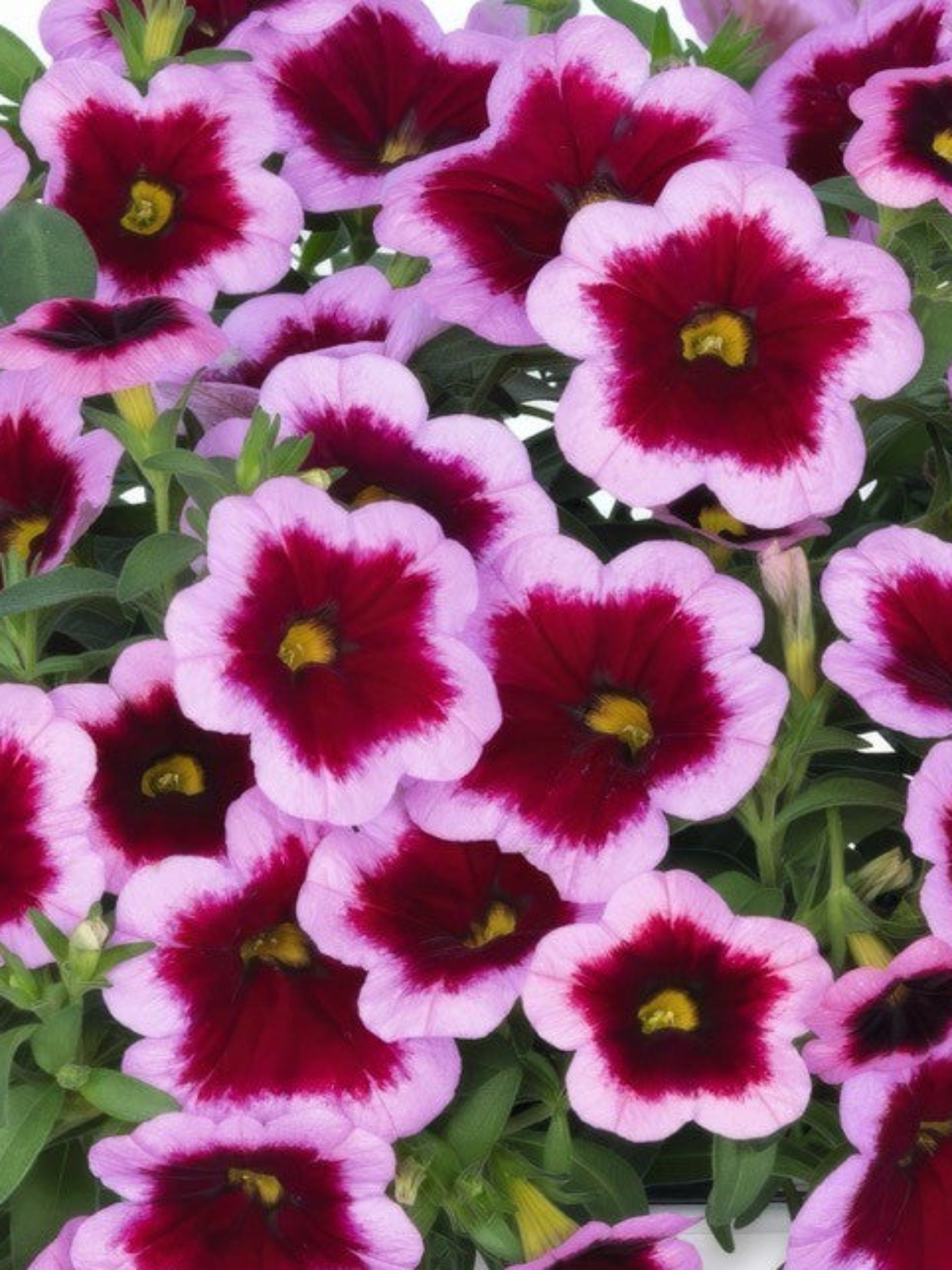 CALIBRACHOA HULA PINK