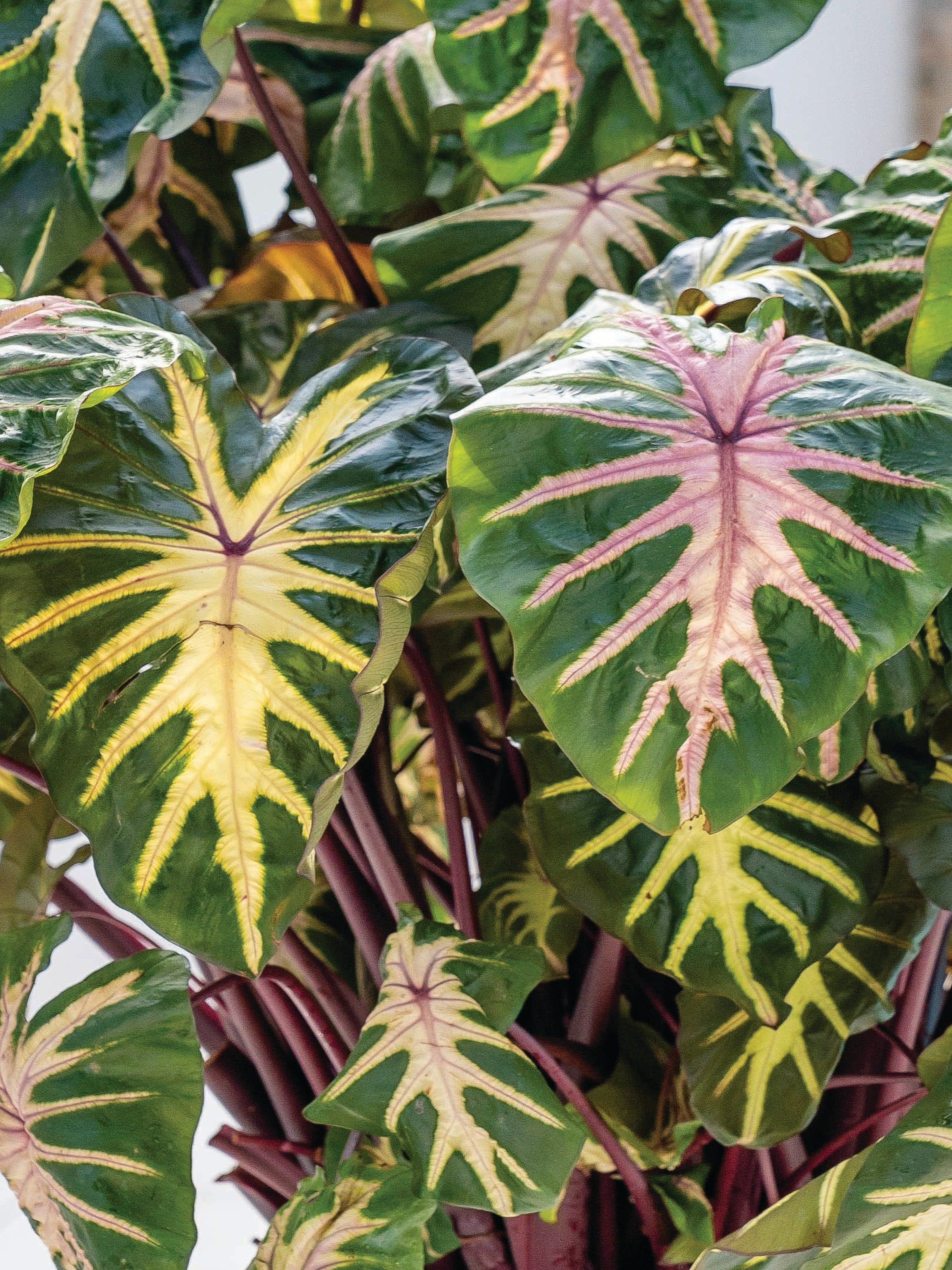 COLOCASIA ROYAL HAWAIIAN 'WAIKIKI'