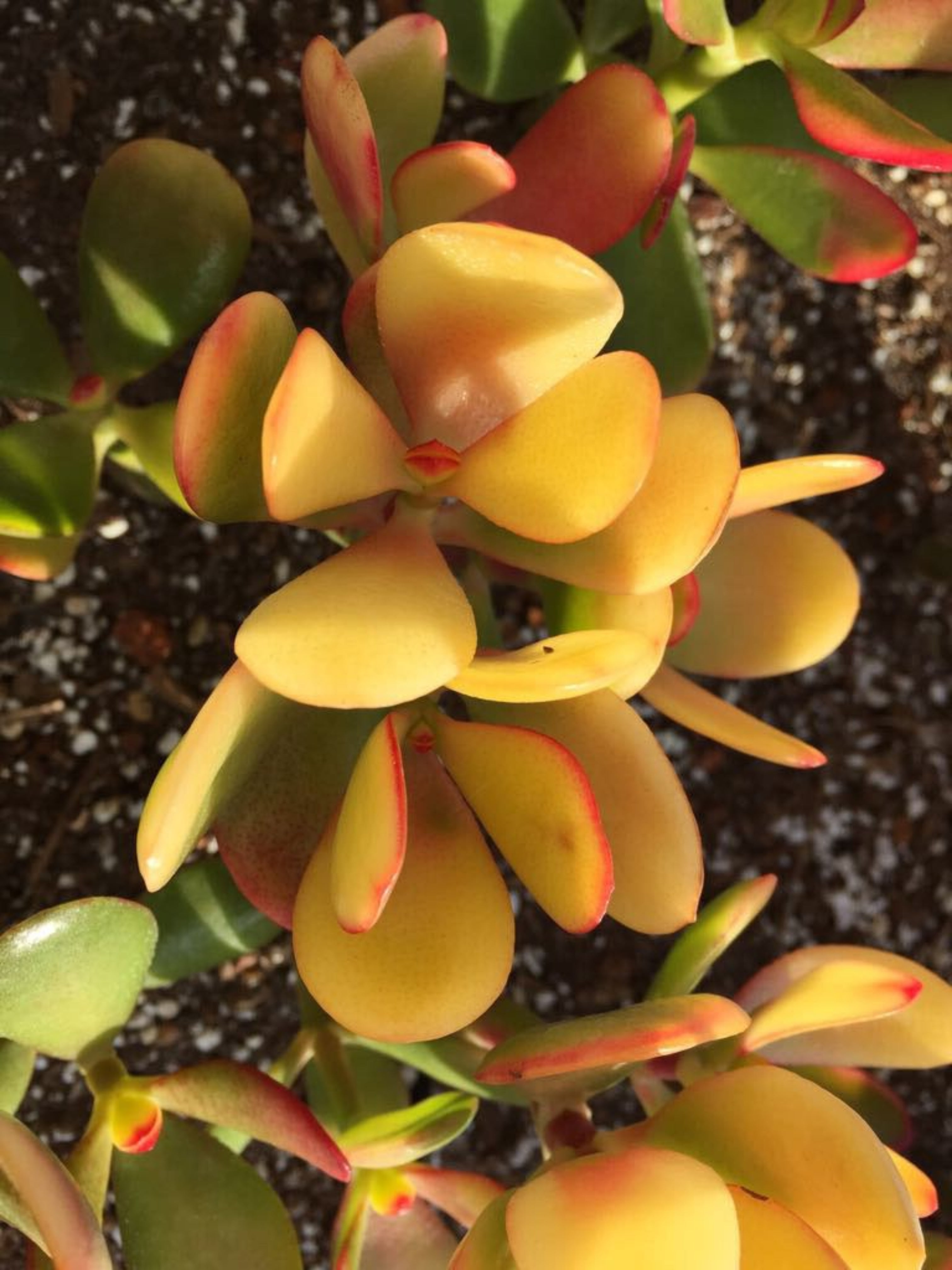 SUCCULENT CRASSULA OVATA 'SUNSHINE'