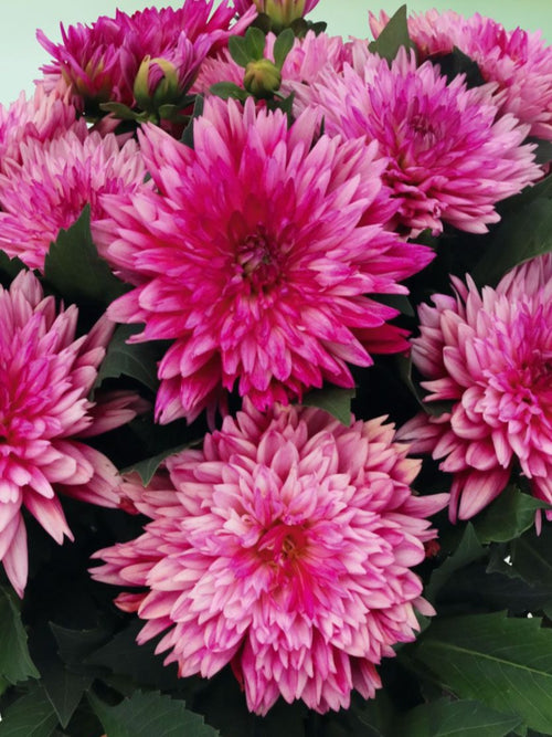 DAHLIA HYPNOTICA 'ELECTRIC PINK'
