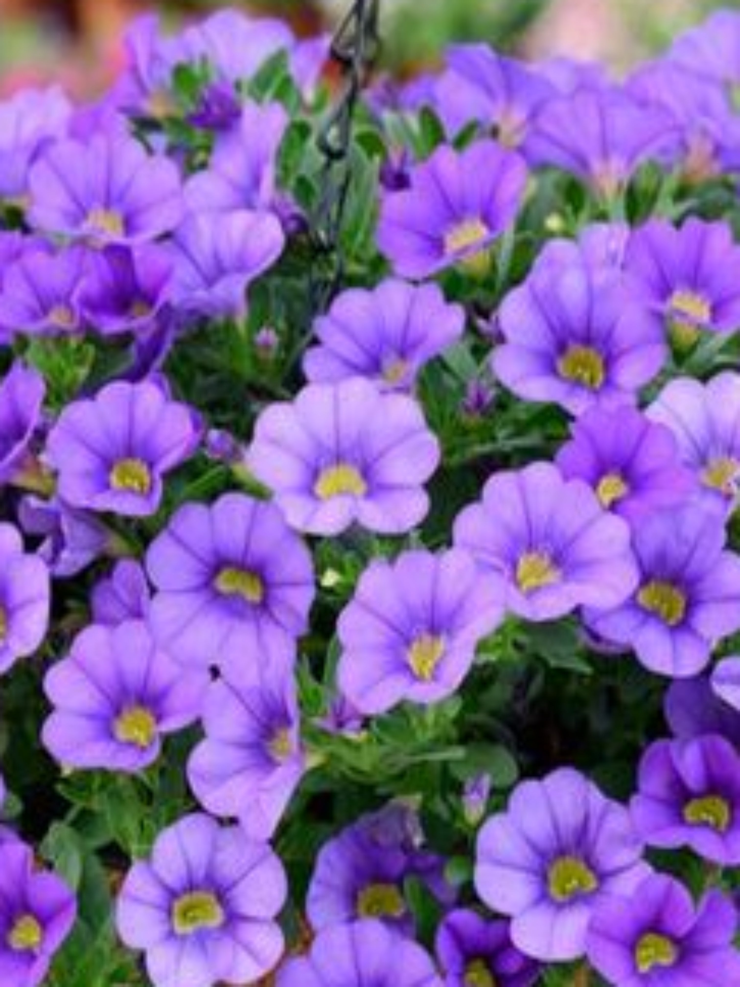 CALIBRACHOA DARK LAVENDER