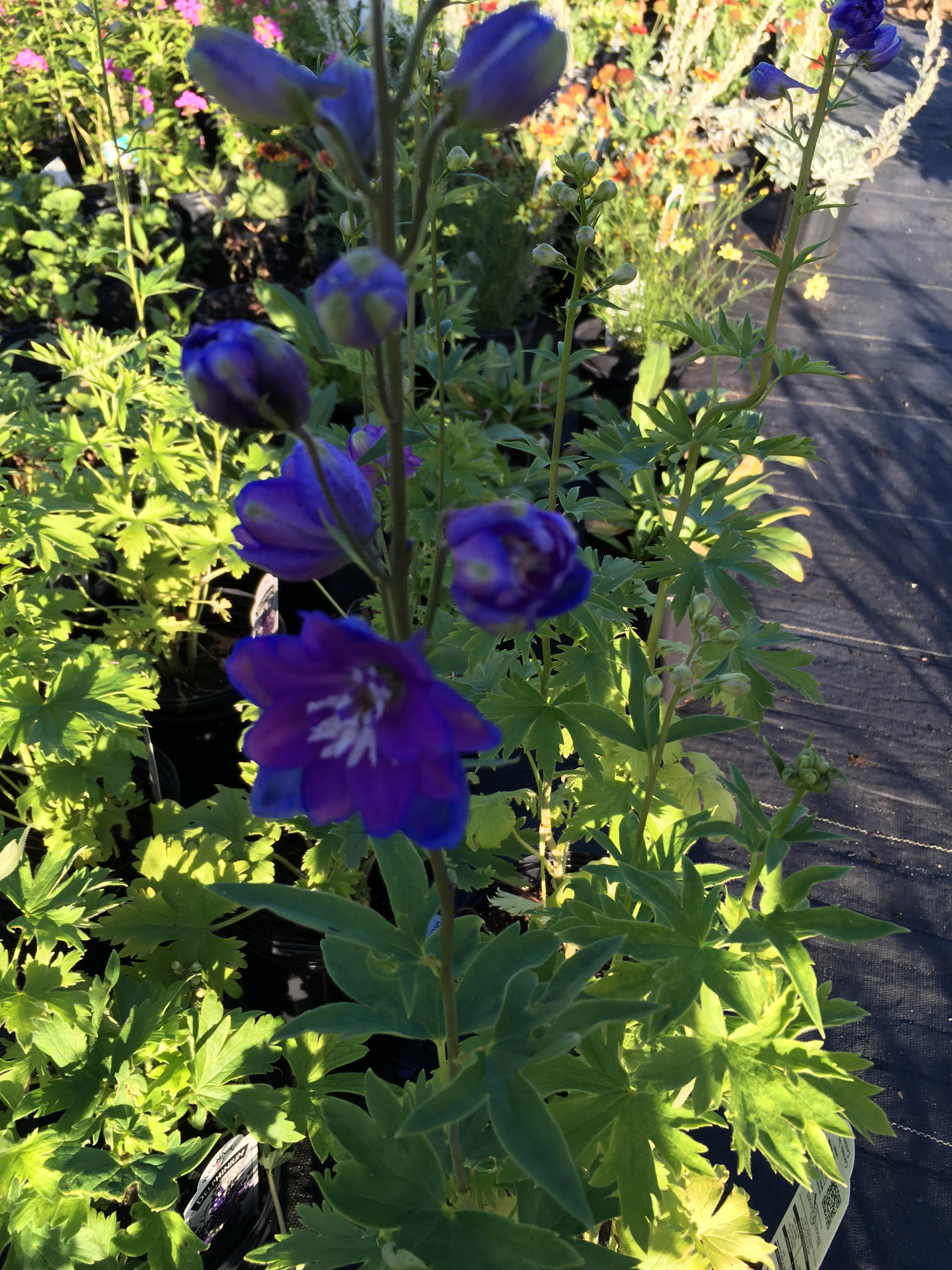 DELPHINIUM GUARDIAN BLUE