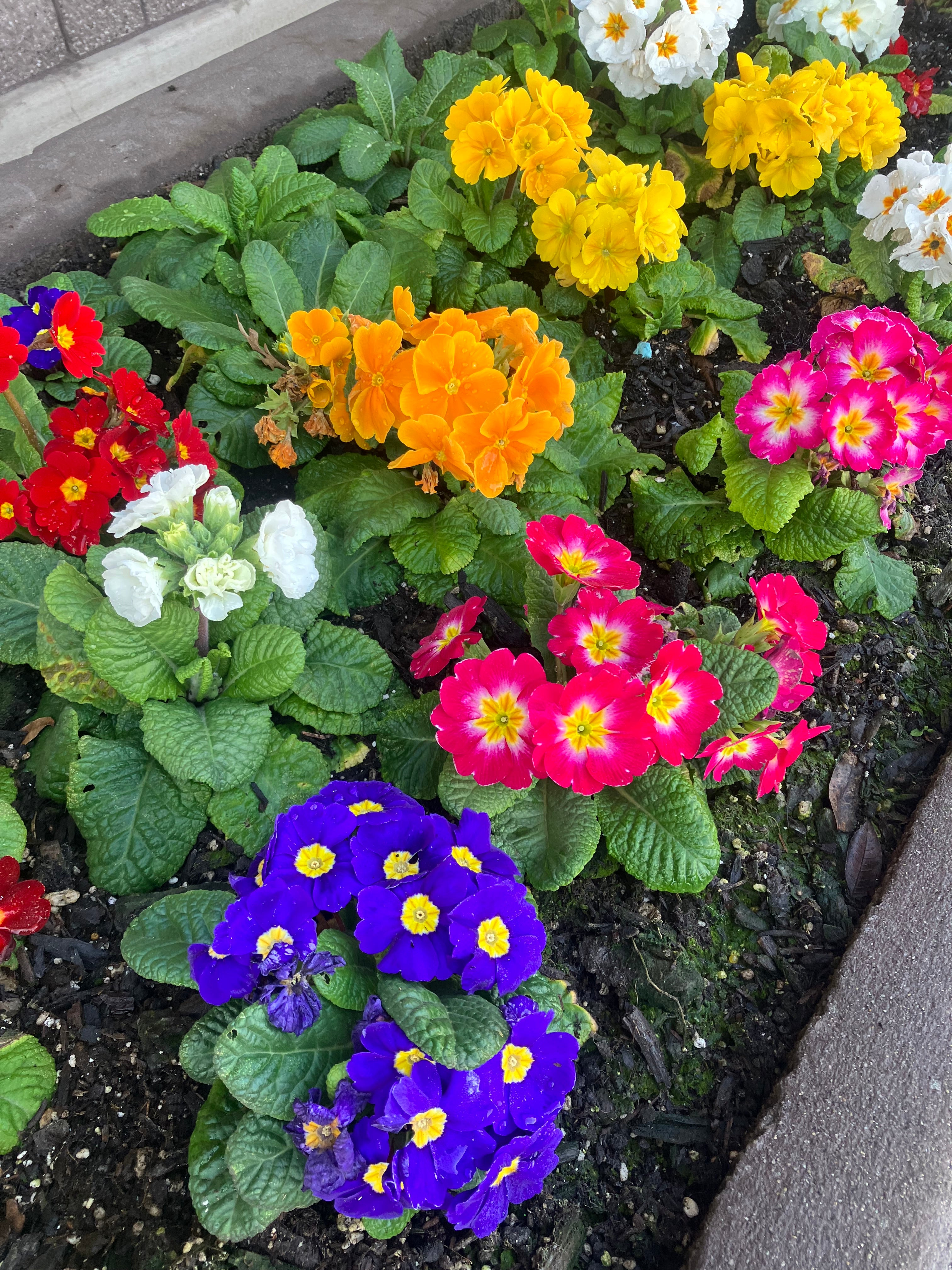 PRIMULA PRINCESS MIX