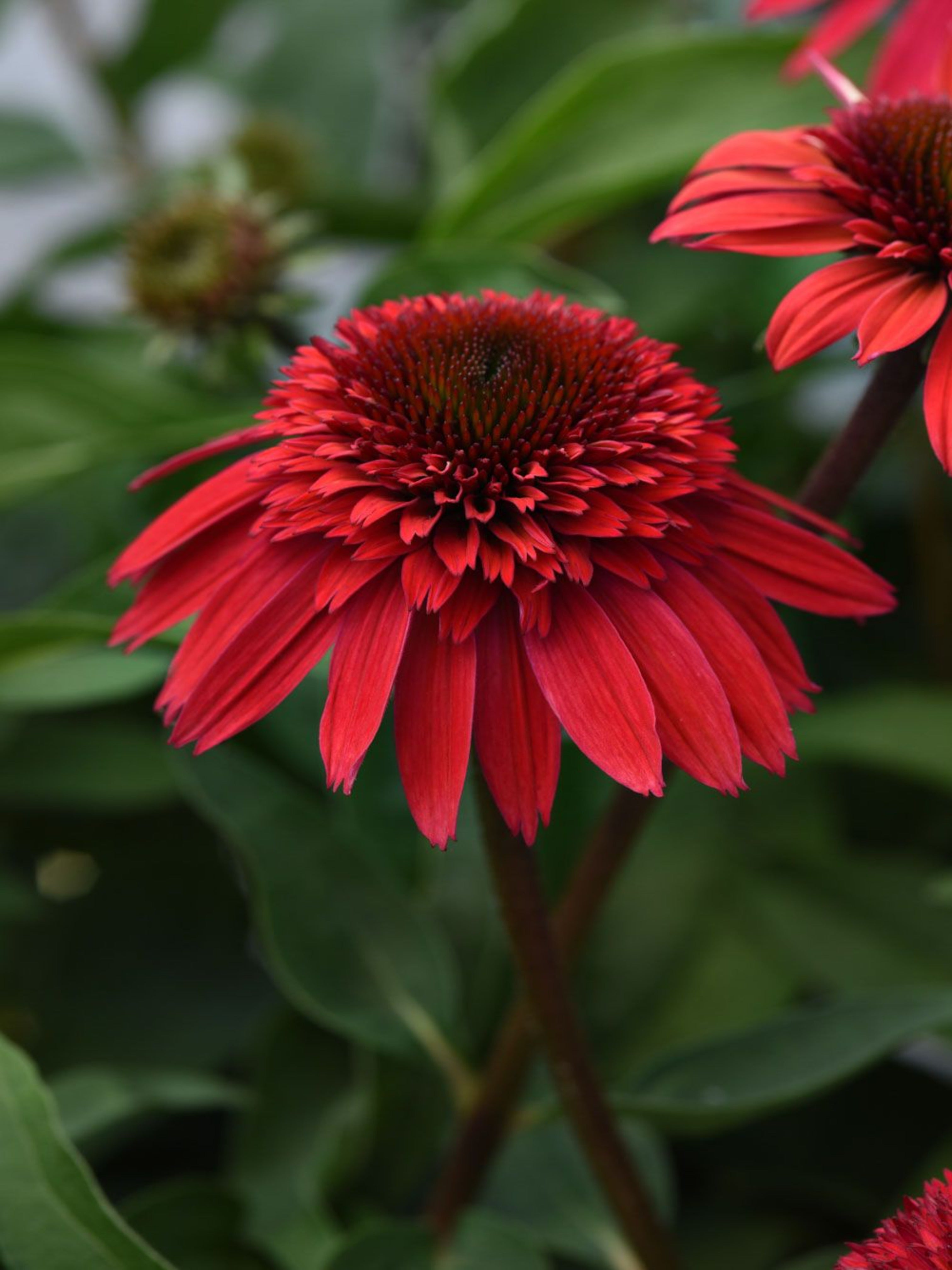 ECHINACEA DOUBLE SCOOP 'STRAWBERRY DELUXE'