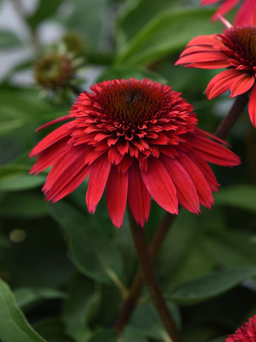 ECHINACEA DOUBLE SCOOP 'STRAWBERRY DELUXE'