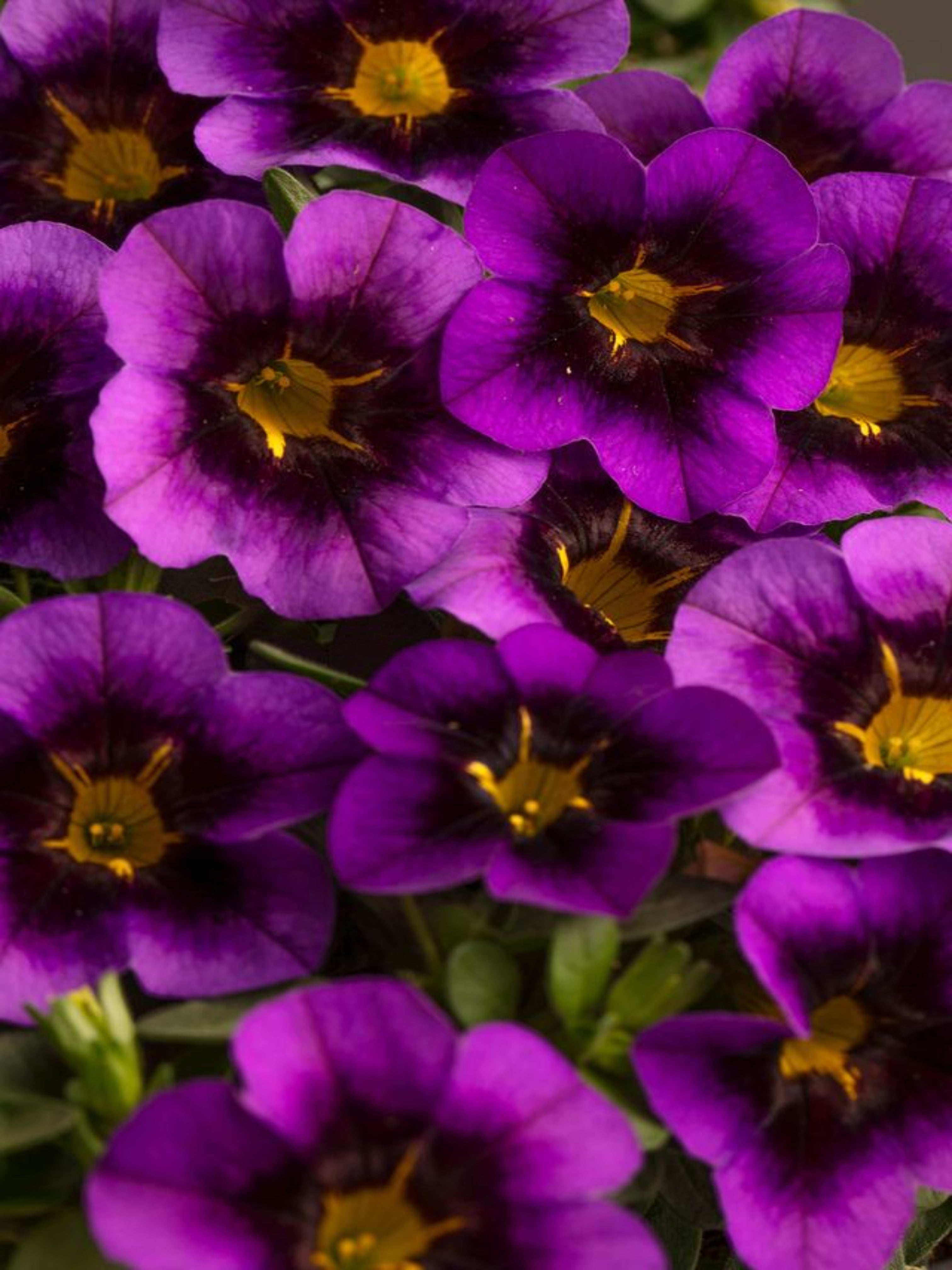 CALIBRACHOA PURPLE
