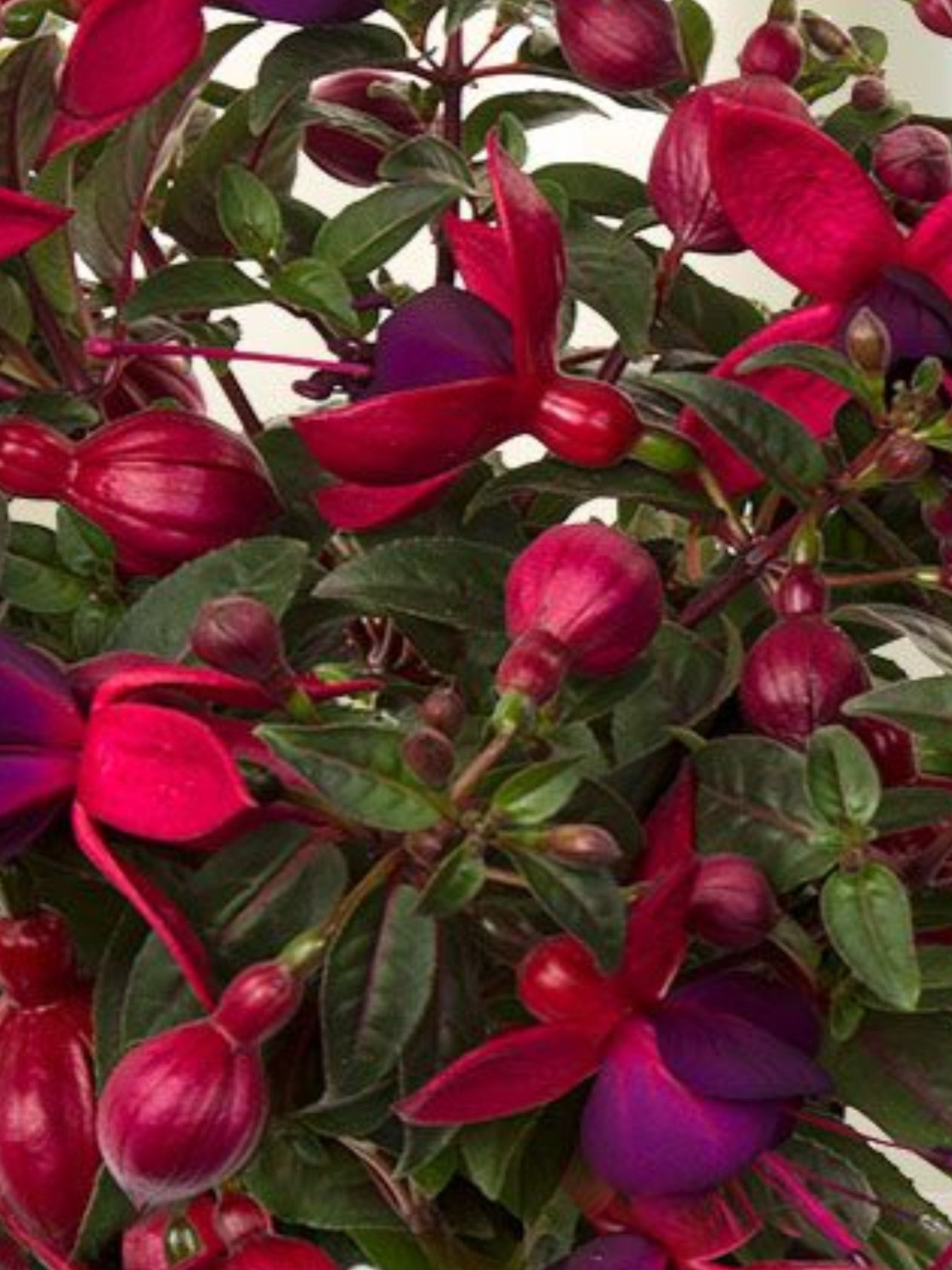 FUCHSIA BELLA 'UPRIGHT SOILA'