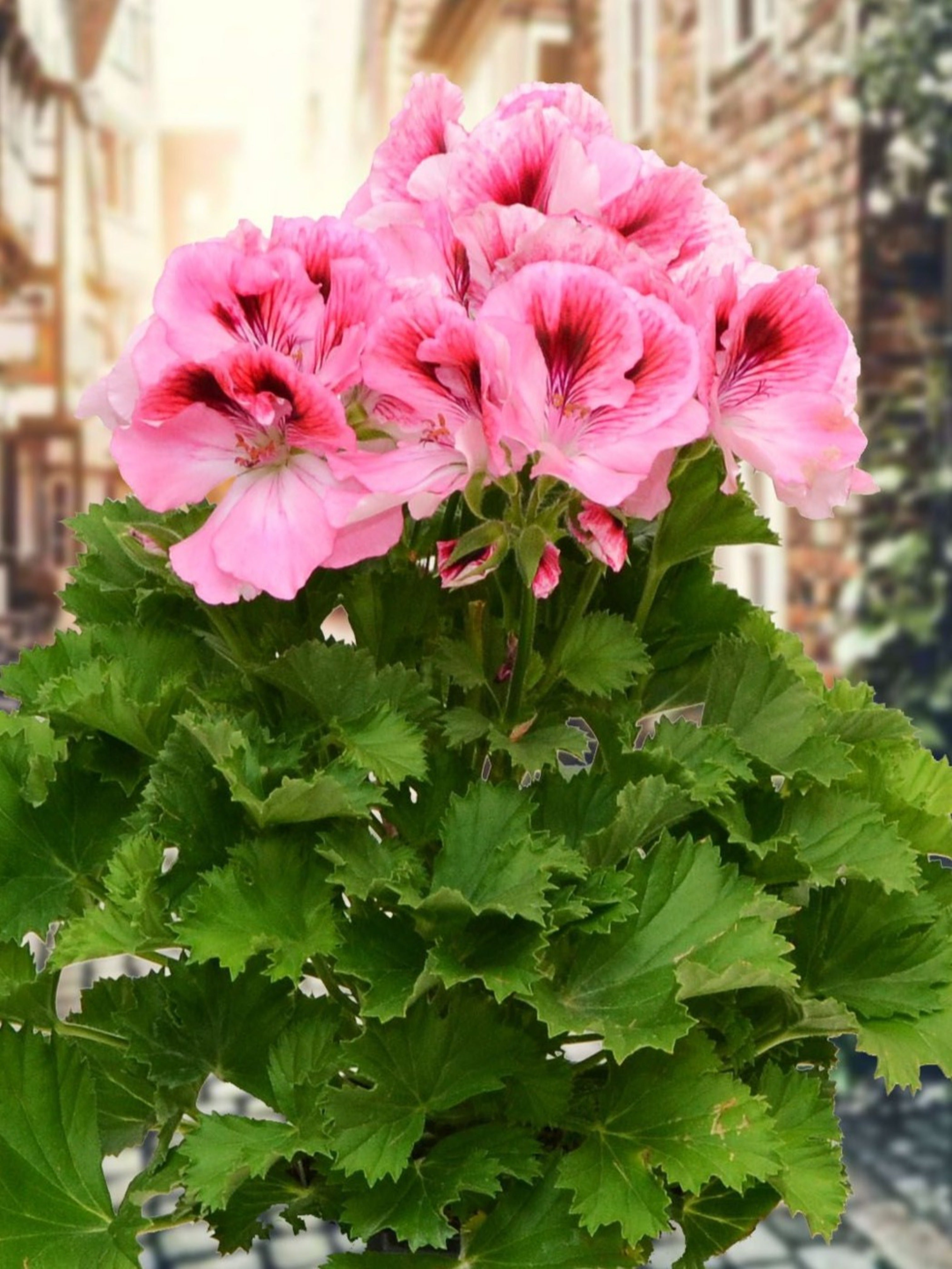 GERANIUM REGAL(MARTHA WASHINGTON) 'ELEGANCE ROSE BICOLOR''