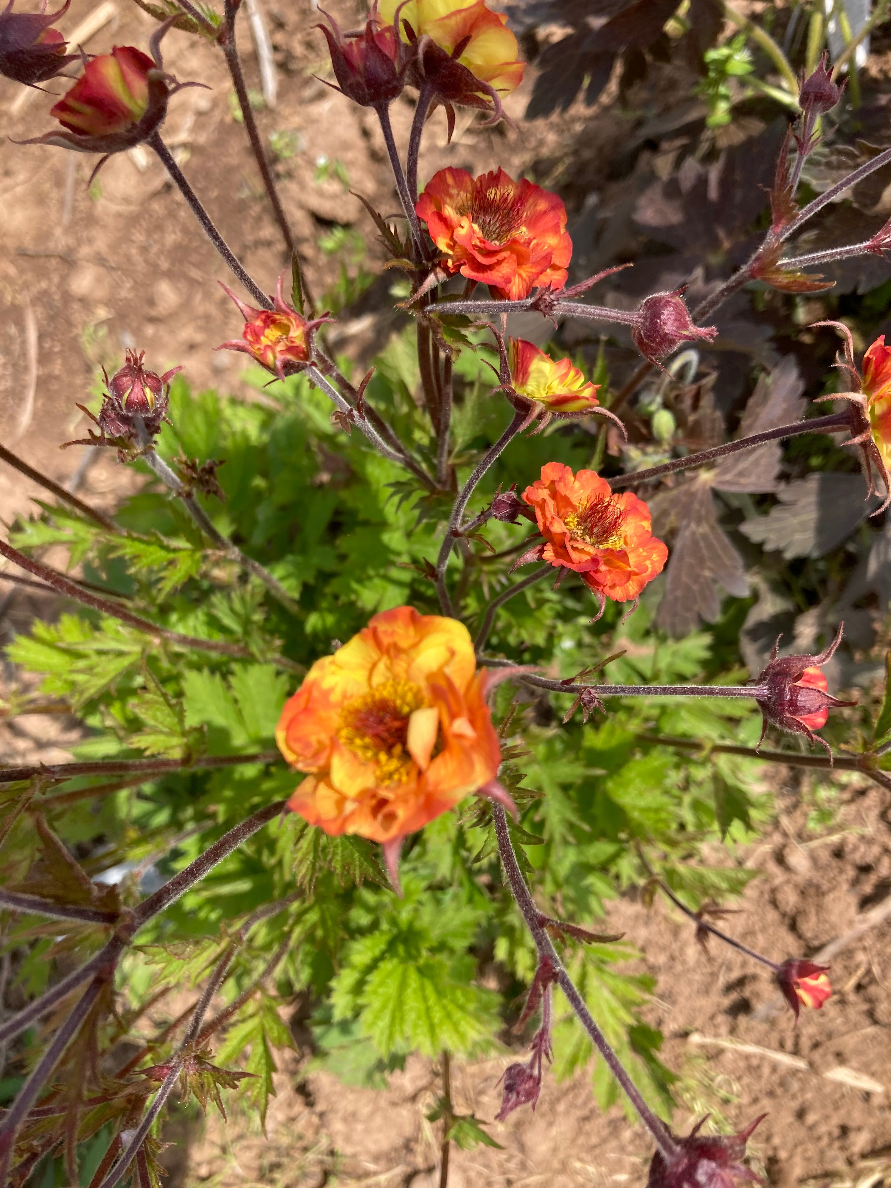 GEUM 'TOTALLY TANGERINE'