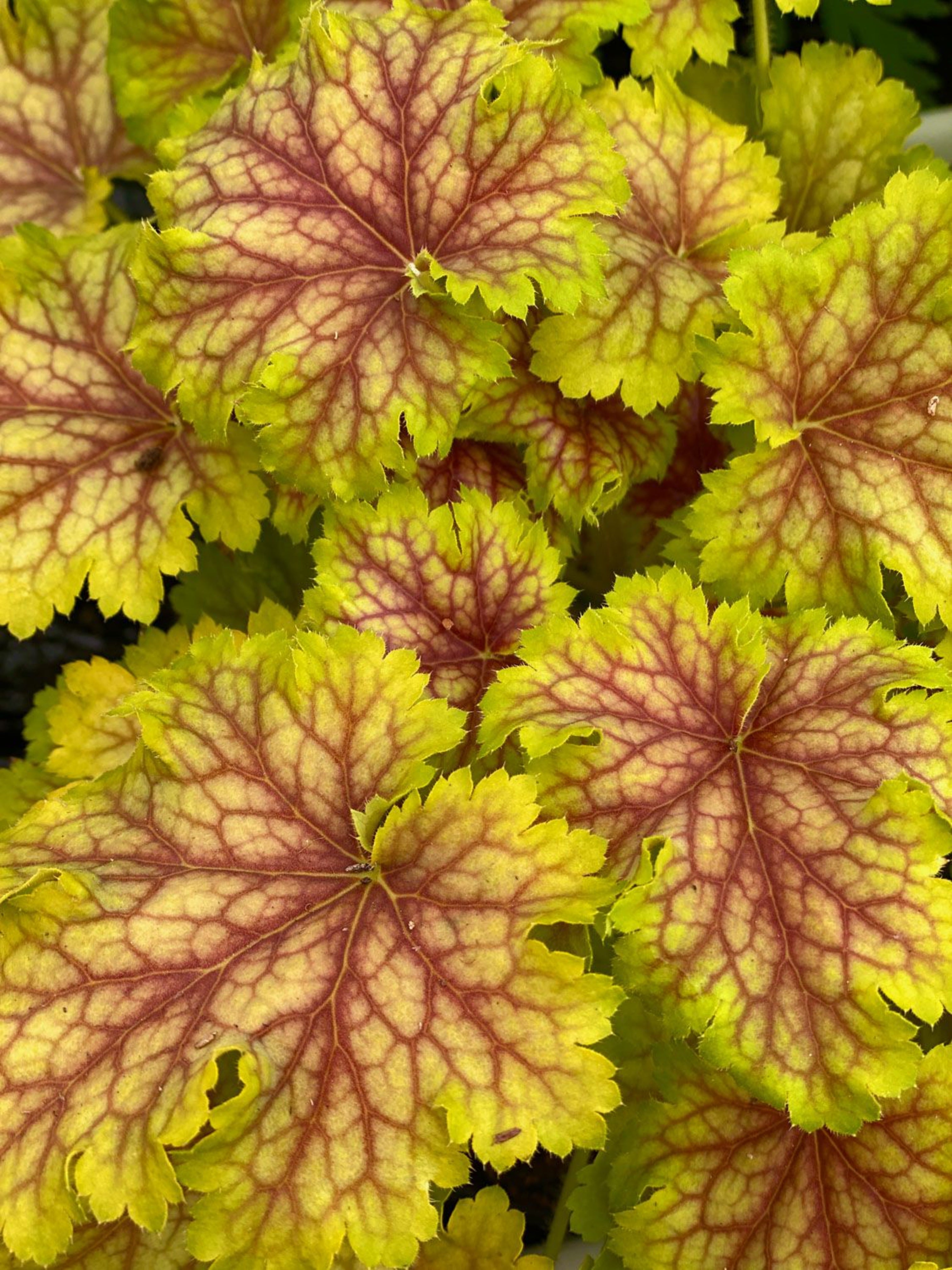 HEUCHERA INDIAN SUMMER 'SPLASHBERRY'