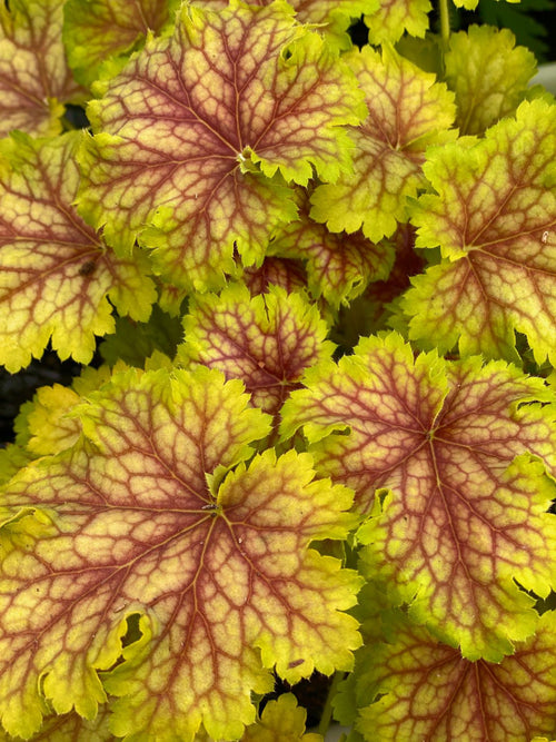 HEUCHERA SPLASHBERRY