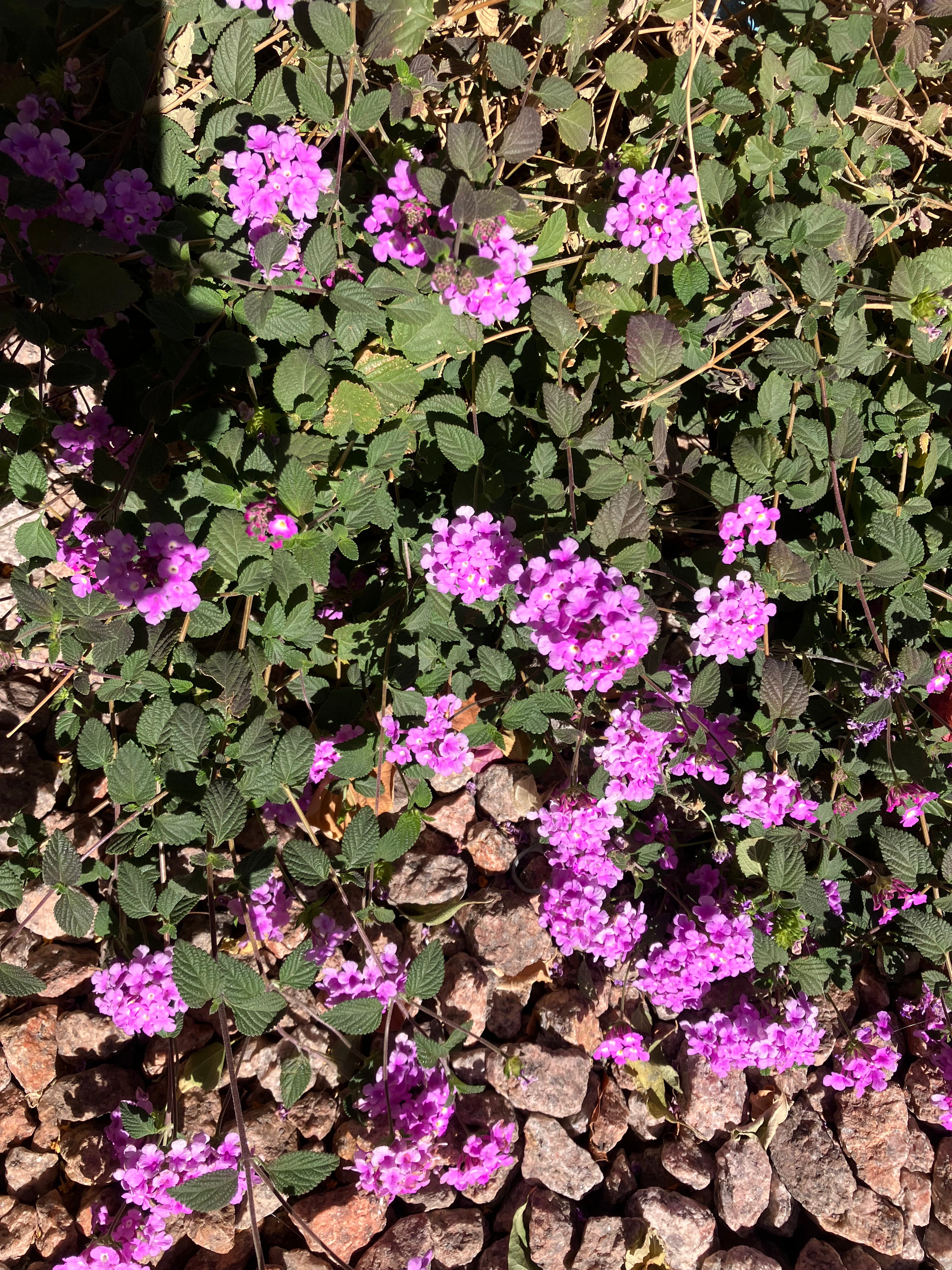 LANTANA 'TRAILING LAVENDER'