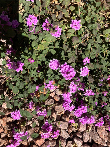 SUCCULENT SENECIO ROWLEYANUS