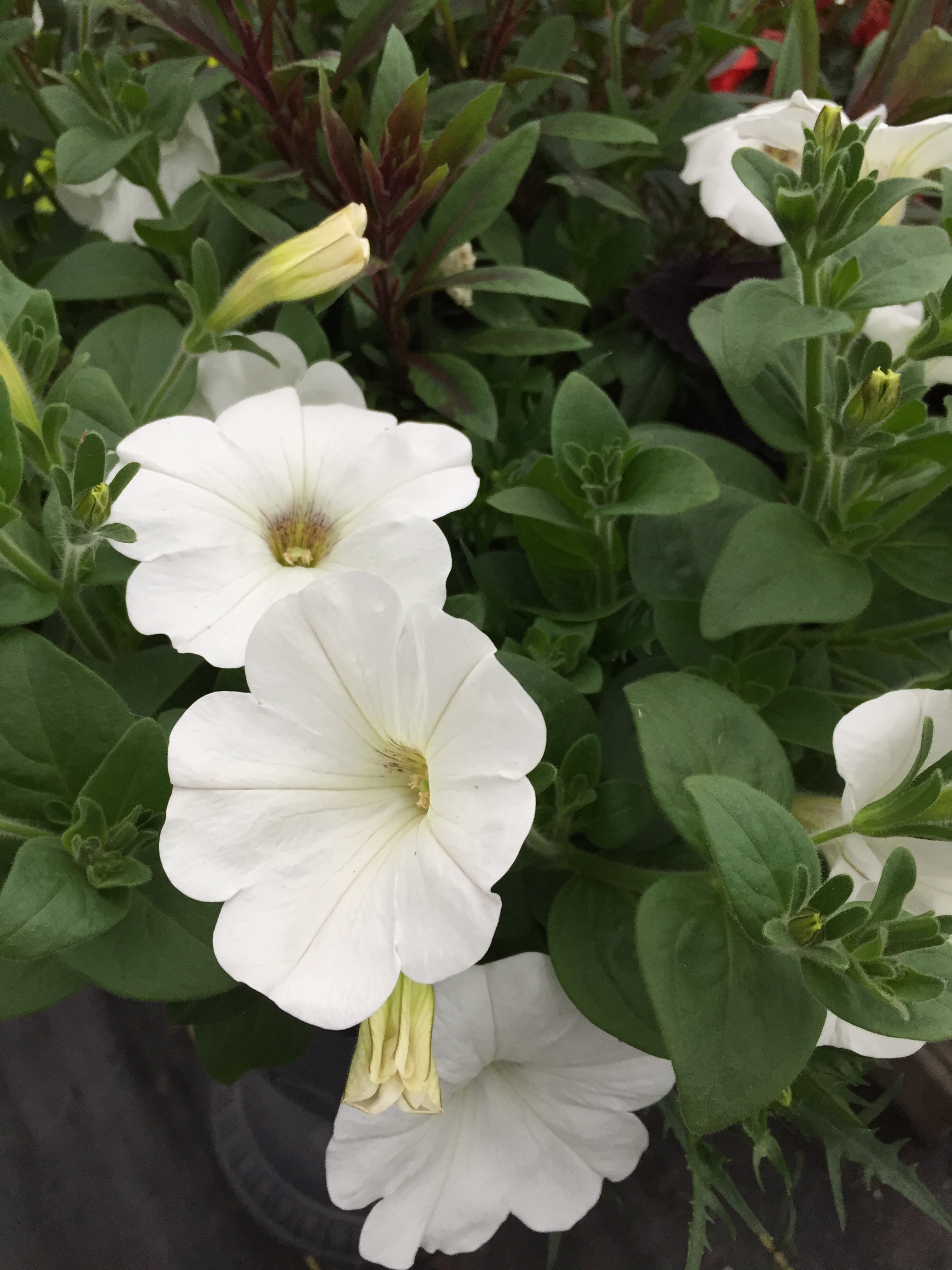 PETUNIA SUPERTUNIA 'SNOWDRIFT'