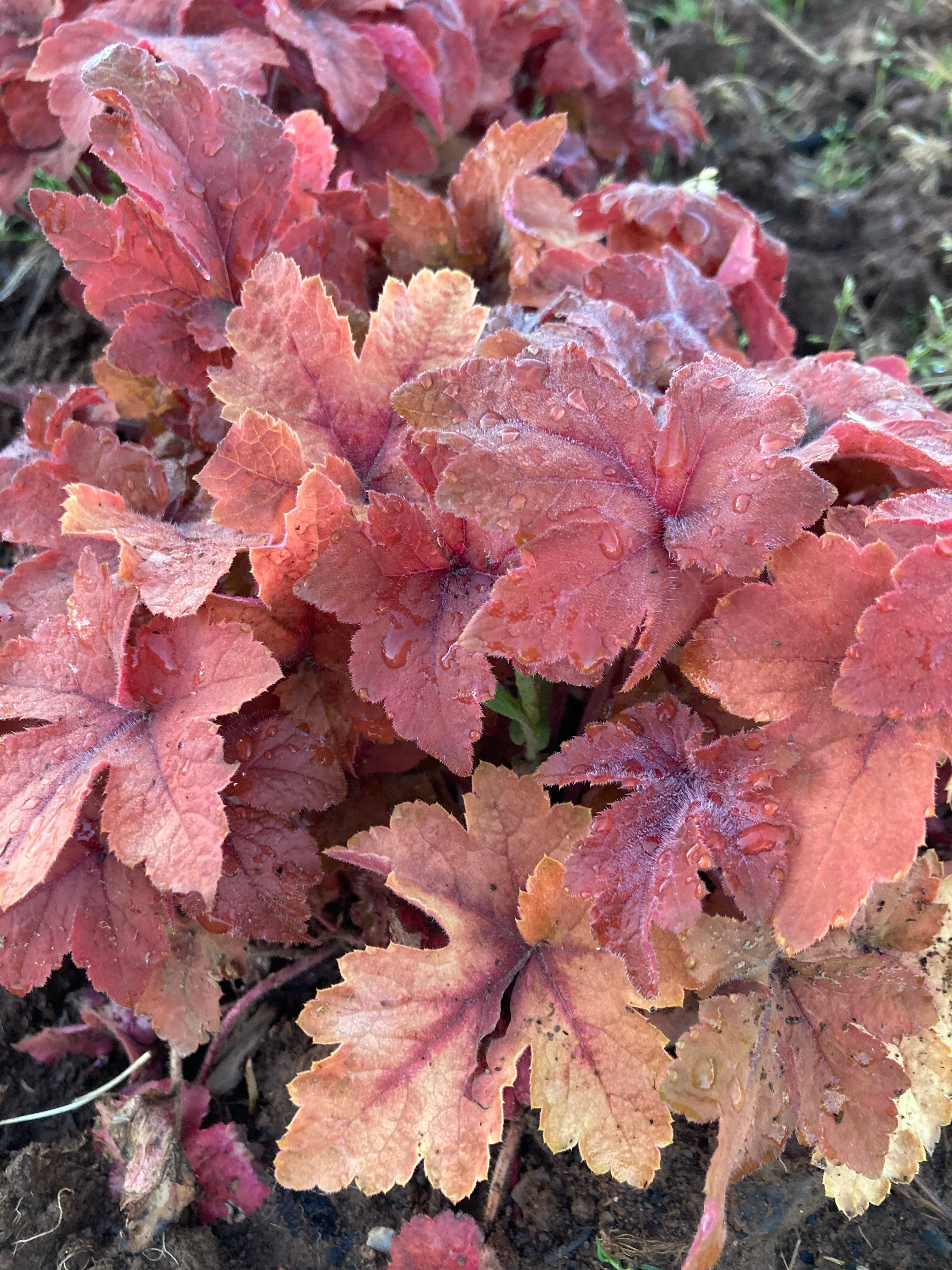 HEUCHERA CARNIVAL 'CINNAMON STICK'
