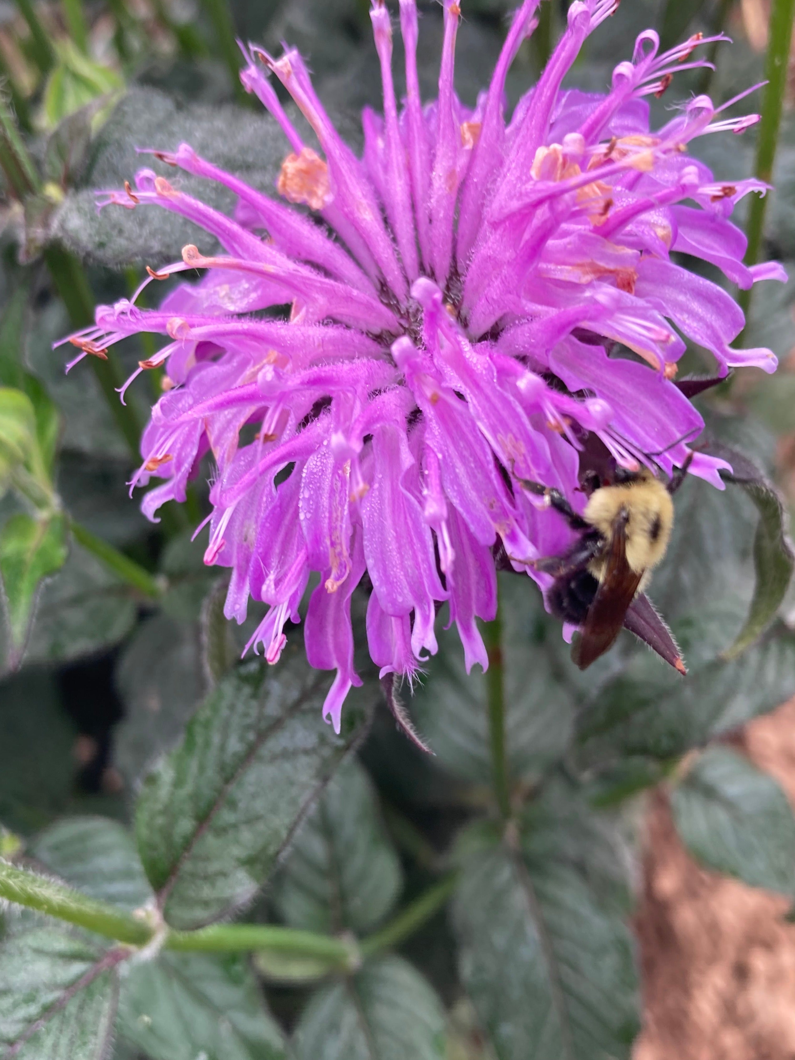 MONARDA BLUE MOON