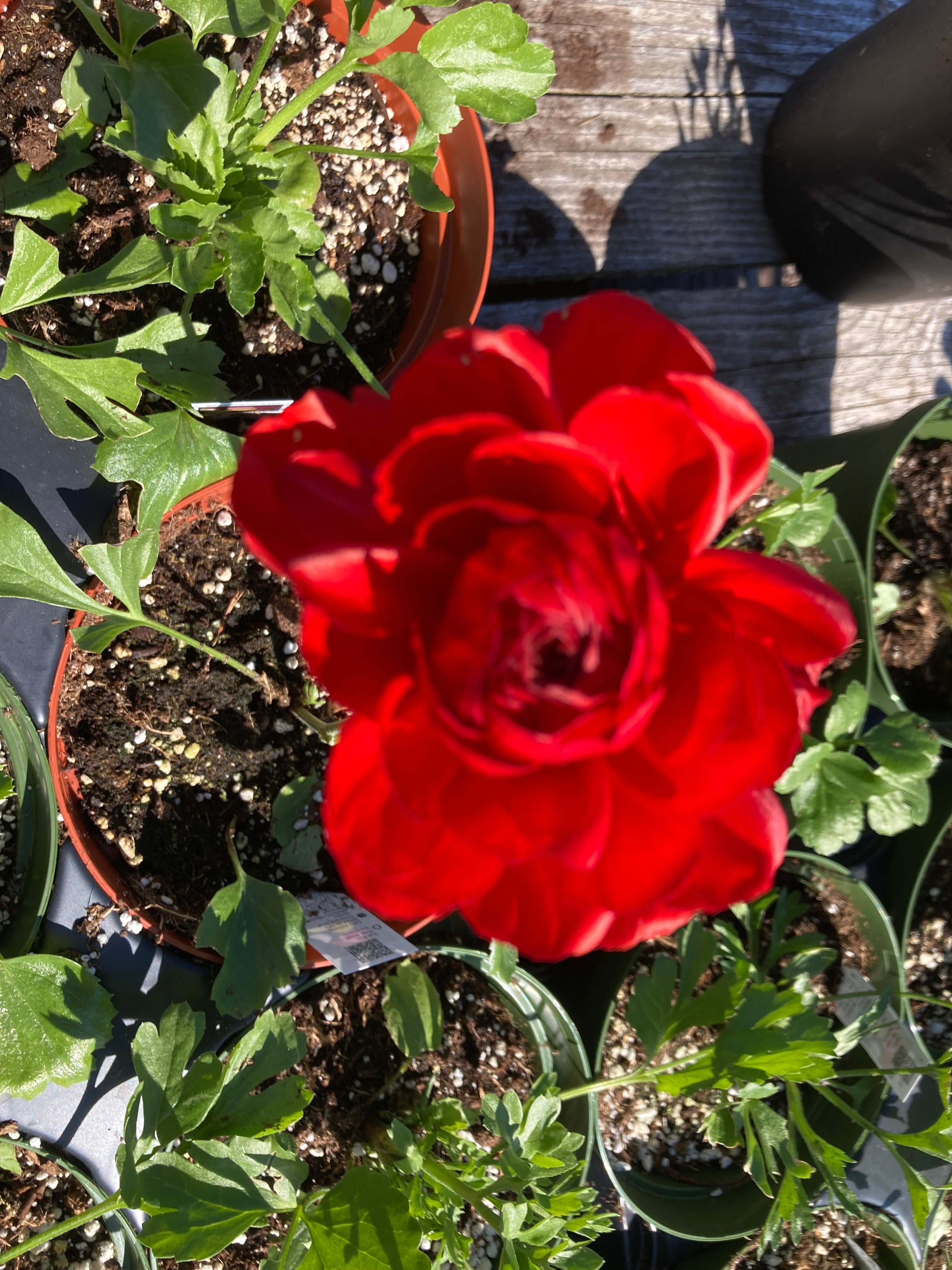 RANUNCULUS