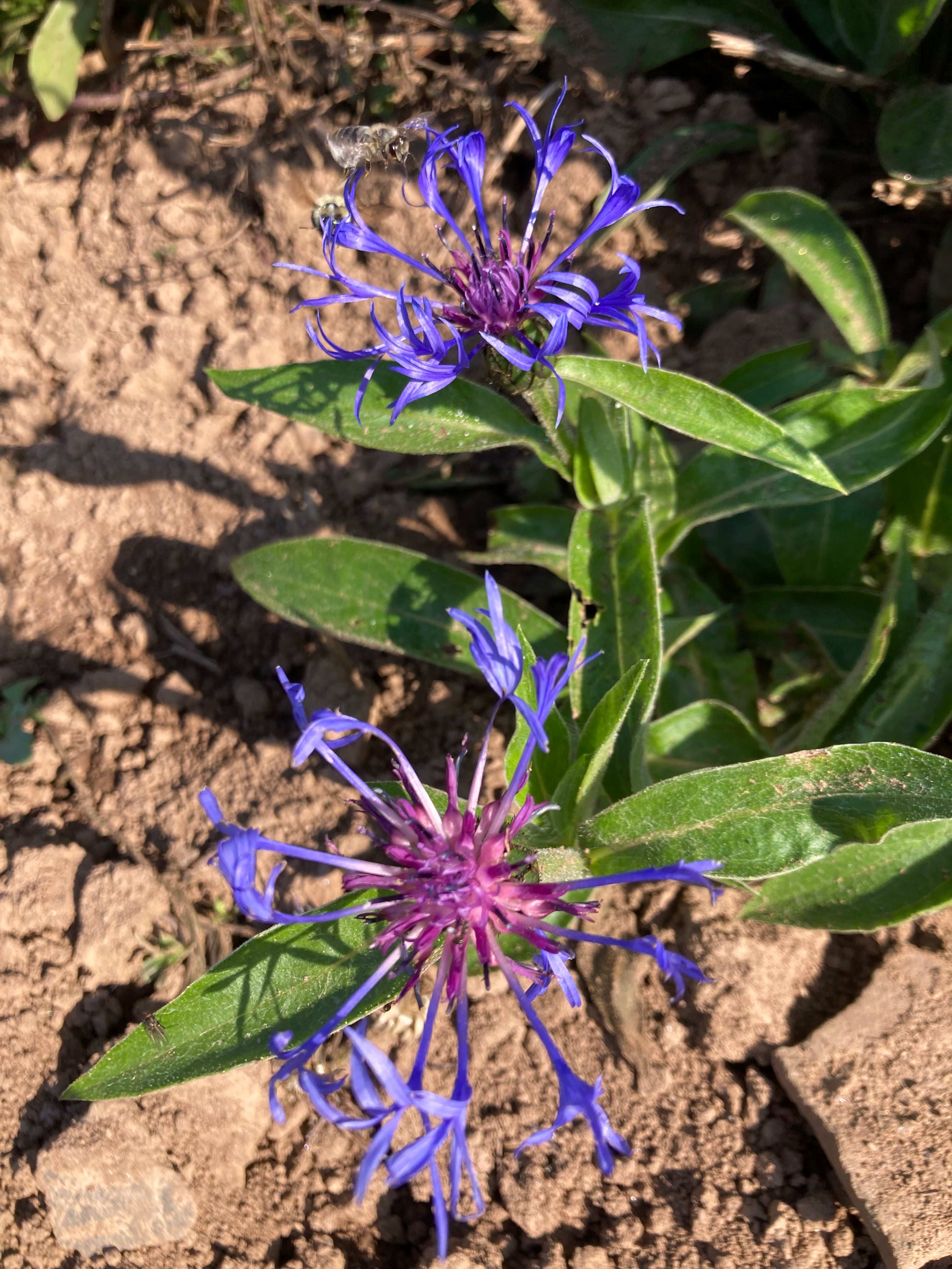 CENTAUREA MONTANA BLUE