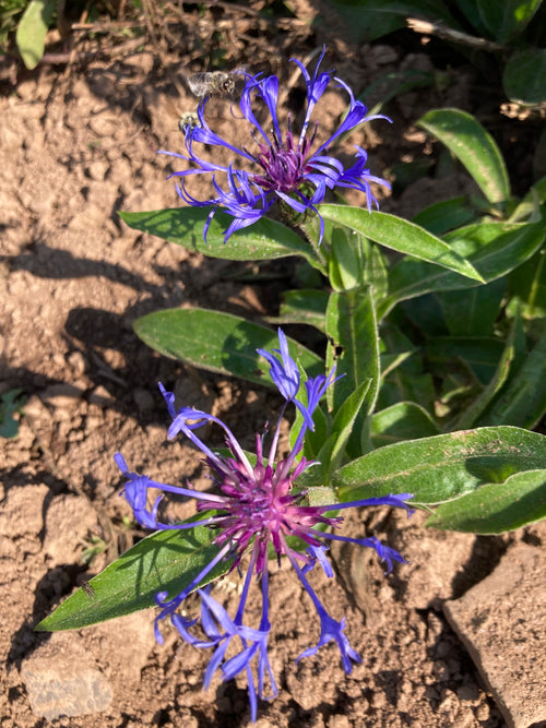 CENTAUREA 'MONTANA BLUE'