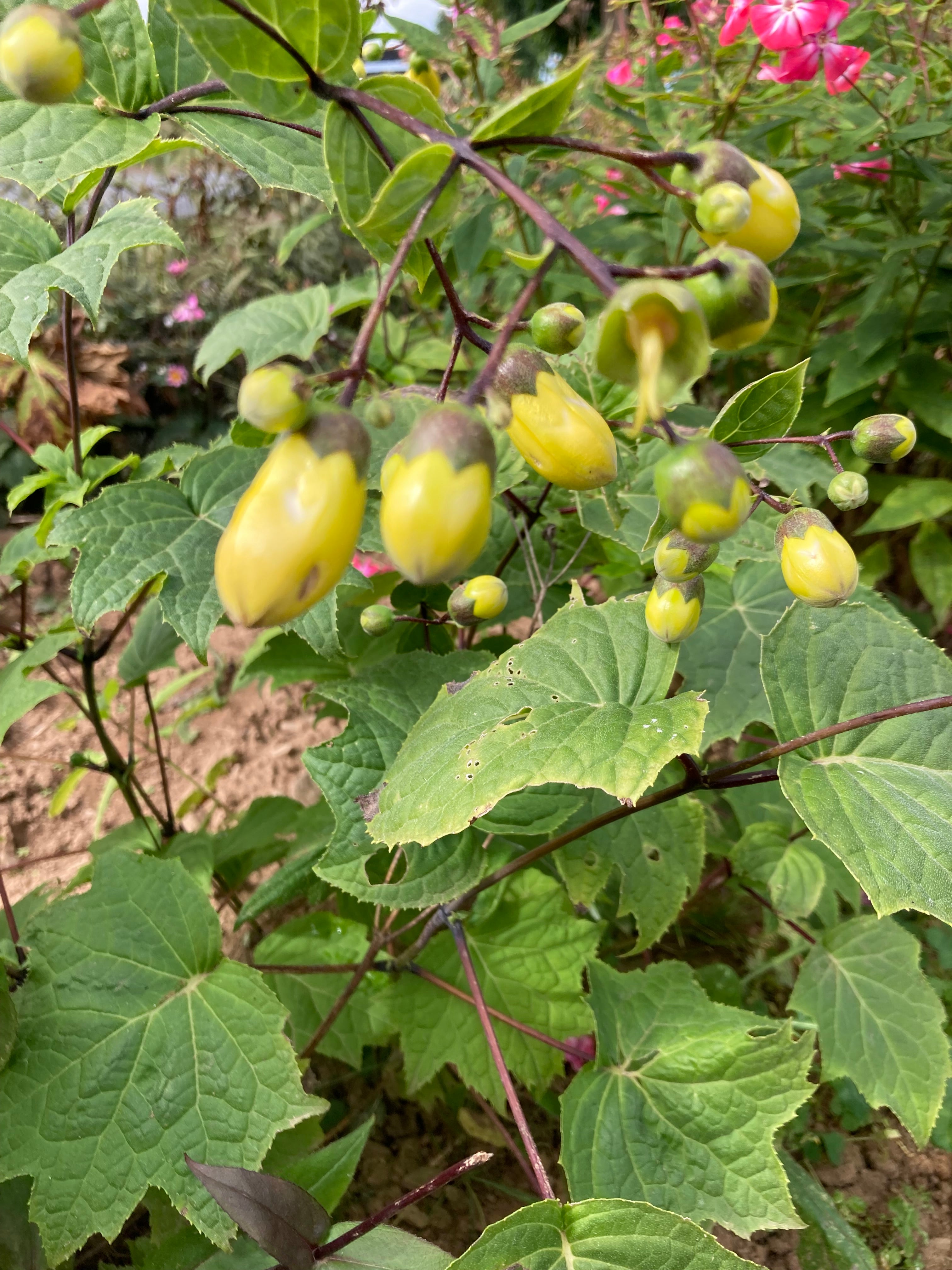 KIRENGESHOMA PALMATA 'YELLOW WAX BELLS'