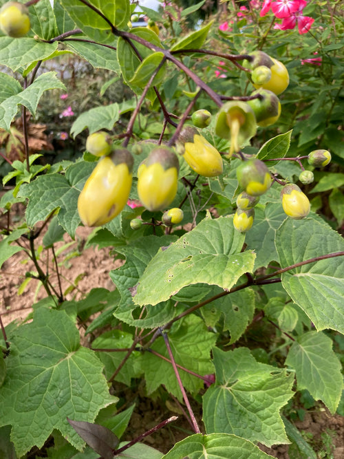 KIRENGESHOMA PALMATA 'YELLOW WAX BELLS'
