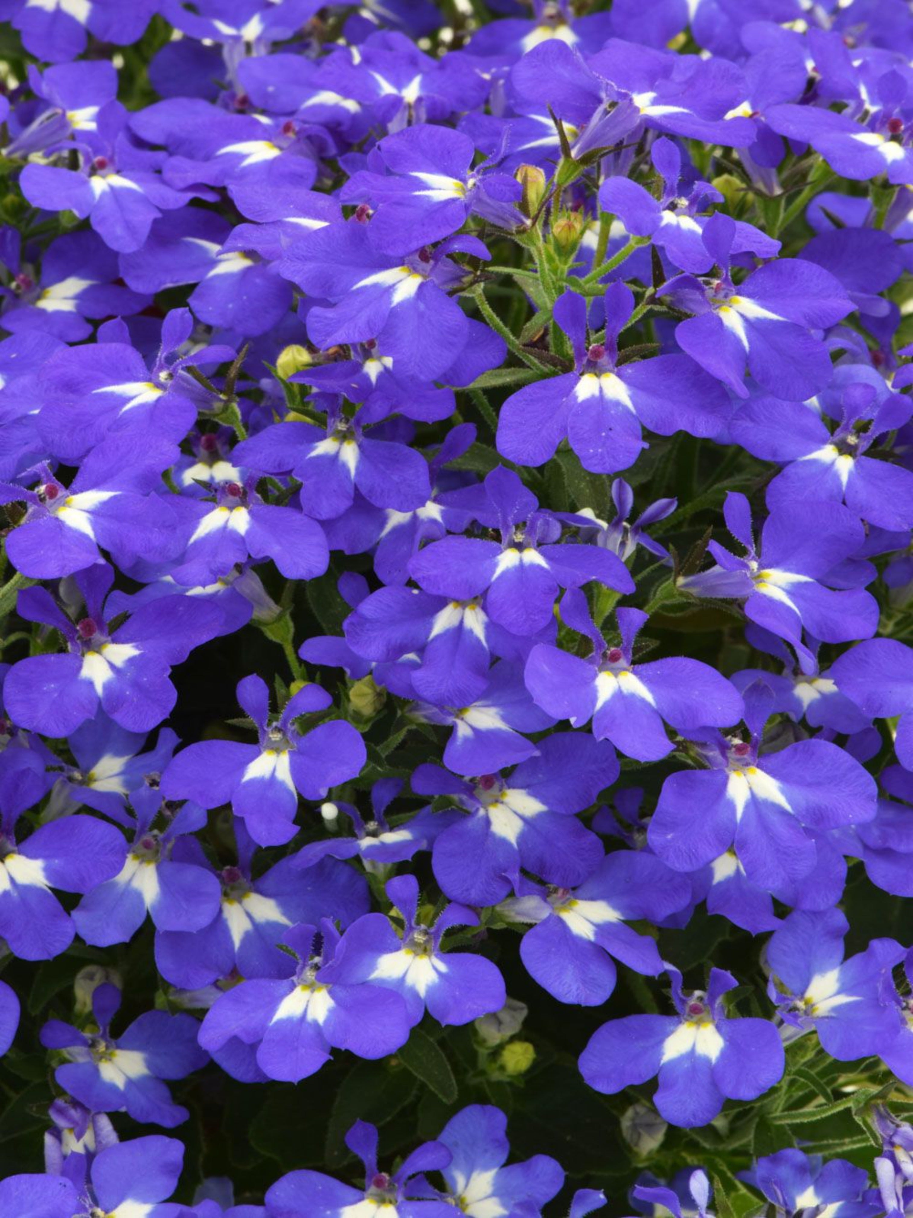 LOBELIA 'HOT BRILLIANT BLUE'