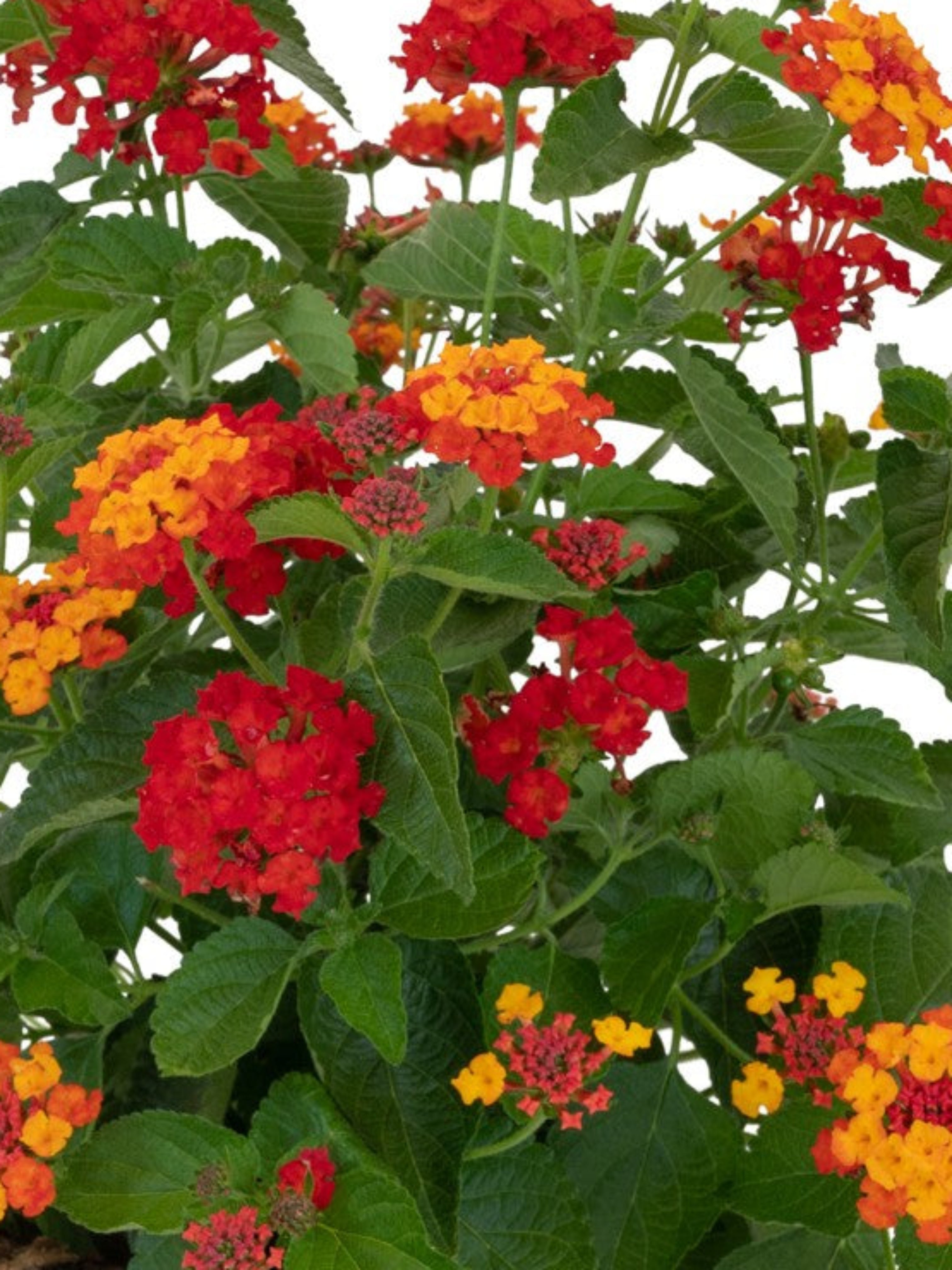 LANTANA ORANGE