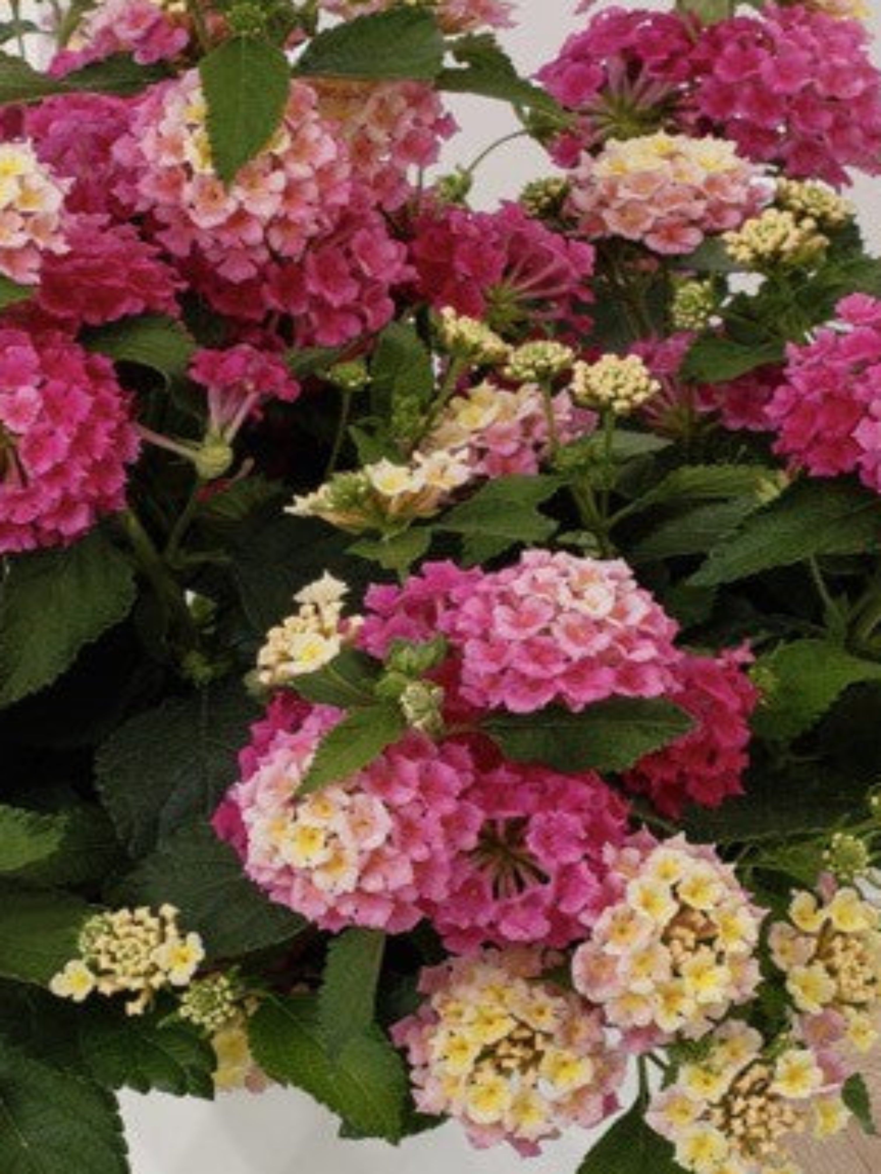 LANTANA PINK LEMONBERRY