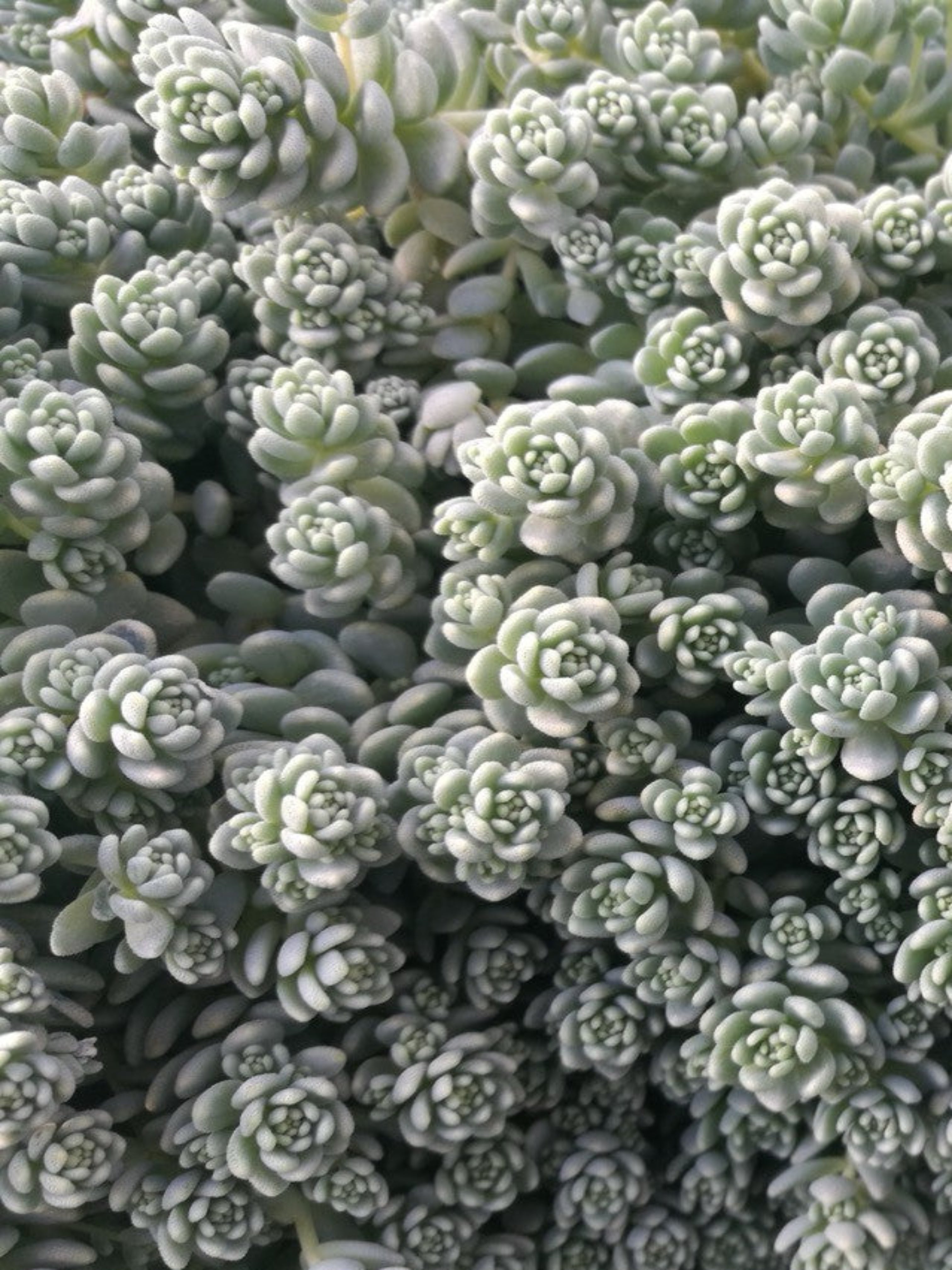 SEDUM CREEPING SILVER ROSES
