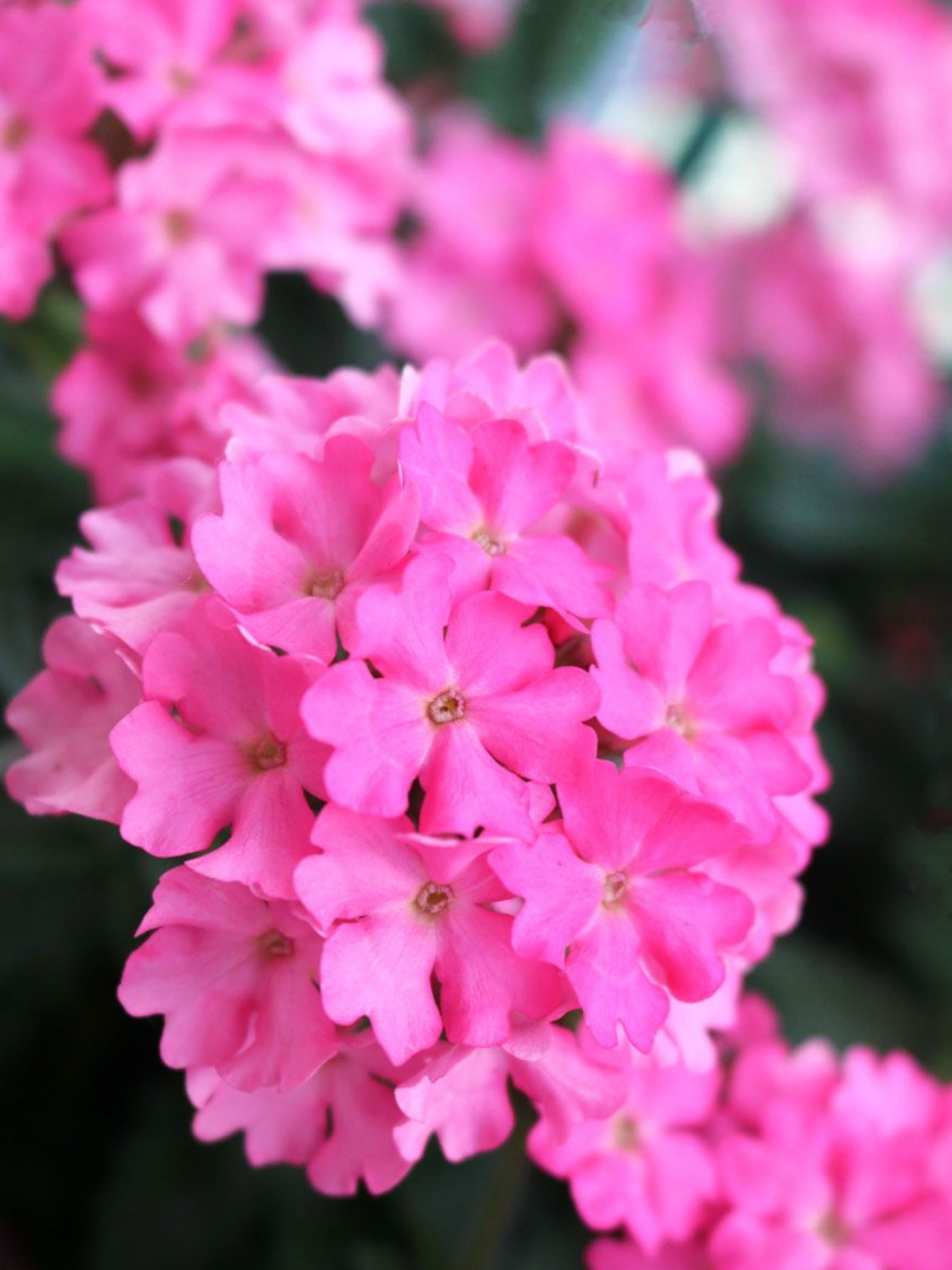 VERBENA SUN 'PINK'