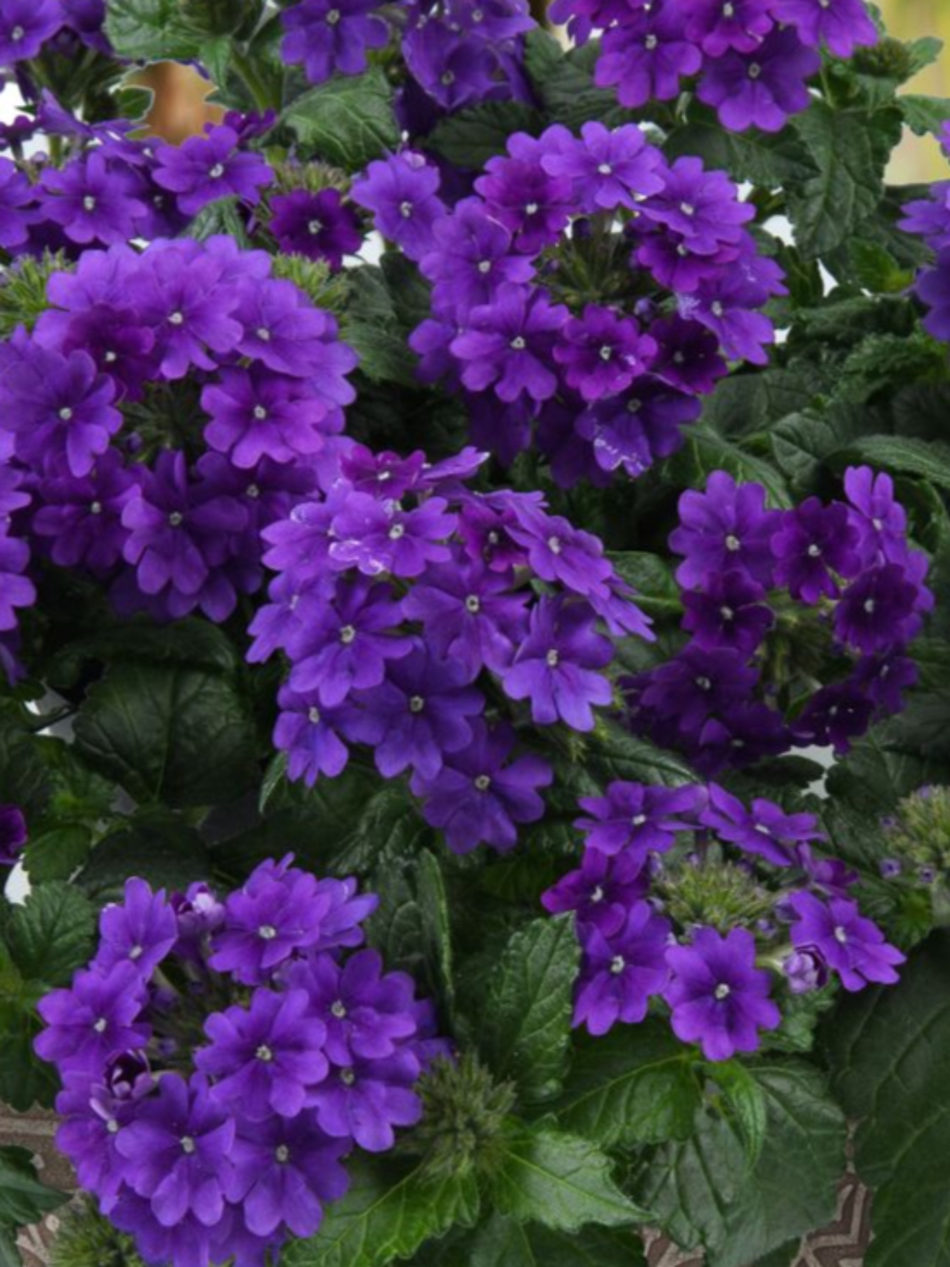VERBENA PURPLE