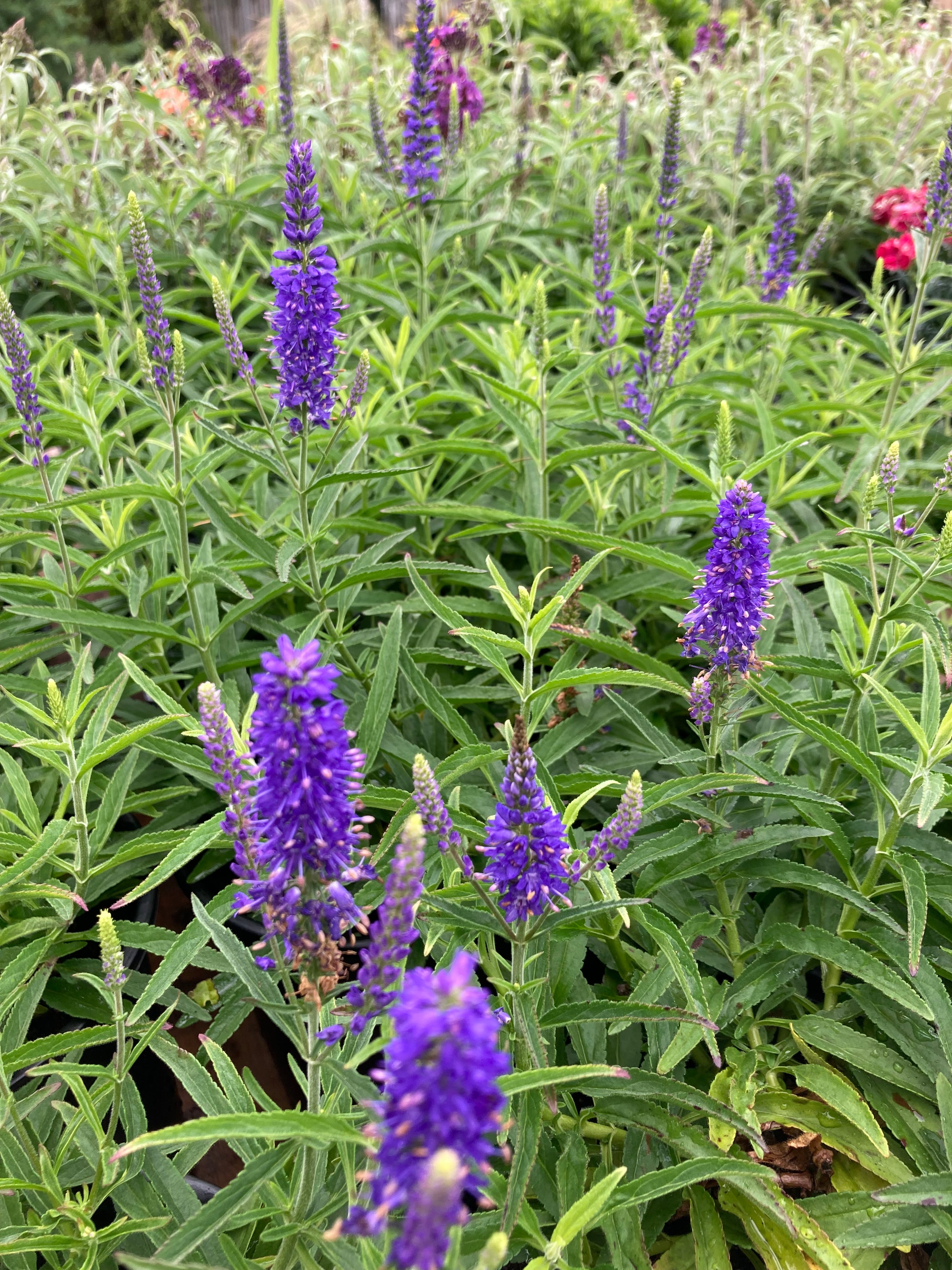 VERONICA SKYWARD BLUE