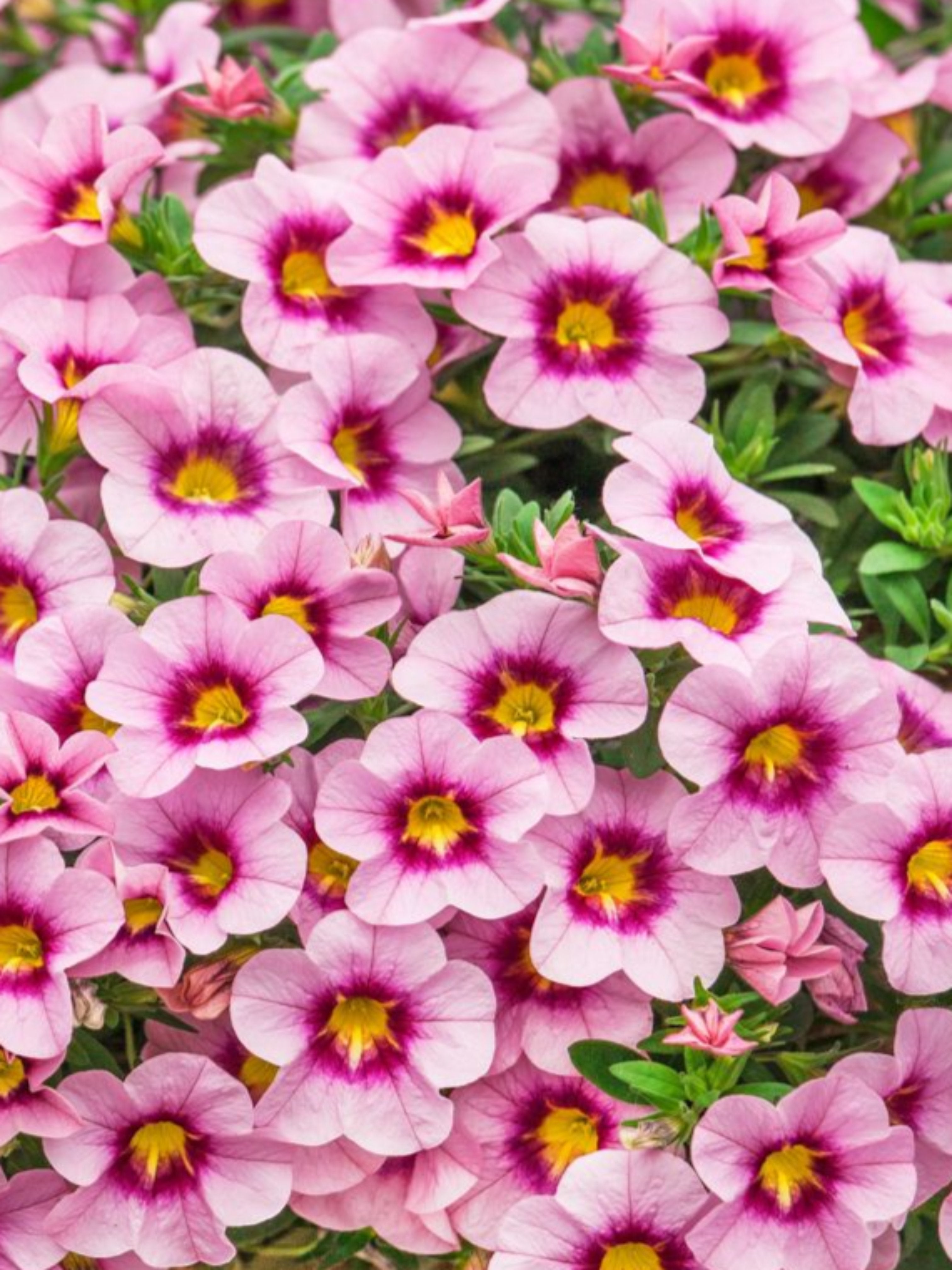 CALIBRACHOA ROSE QUARTZ