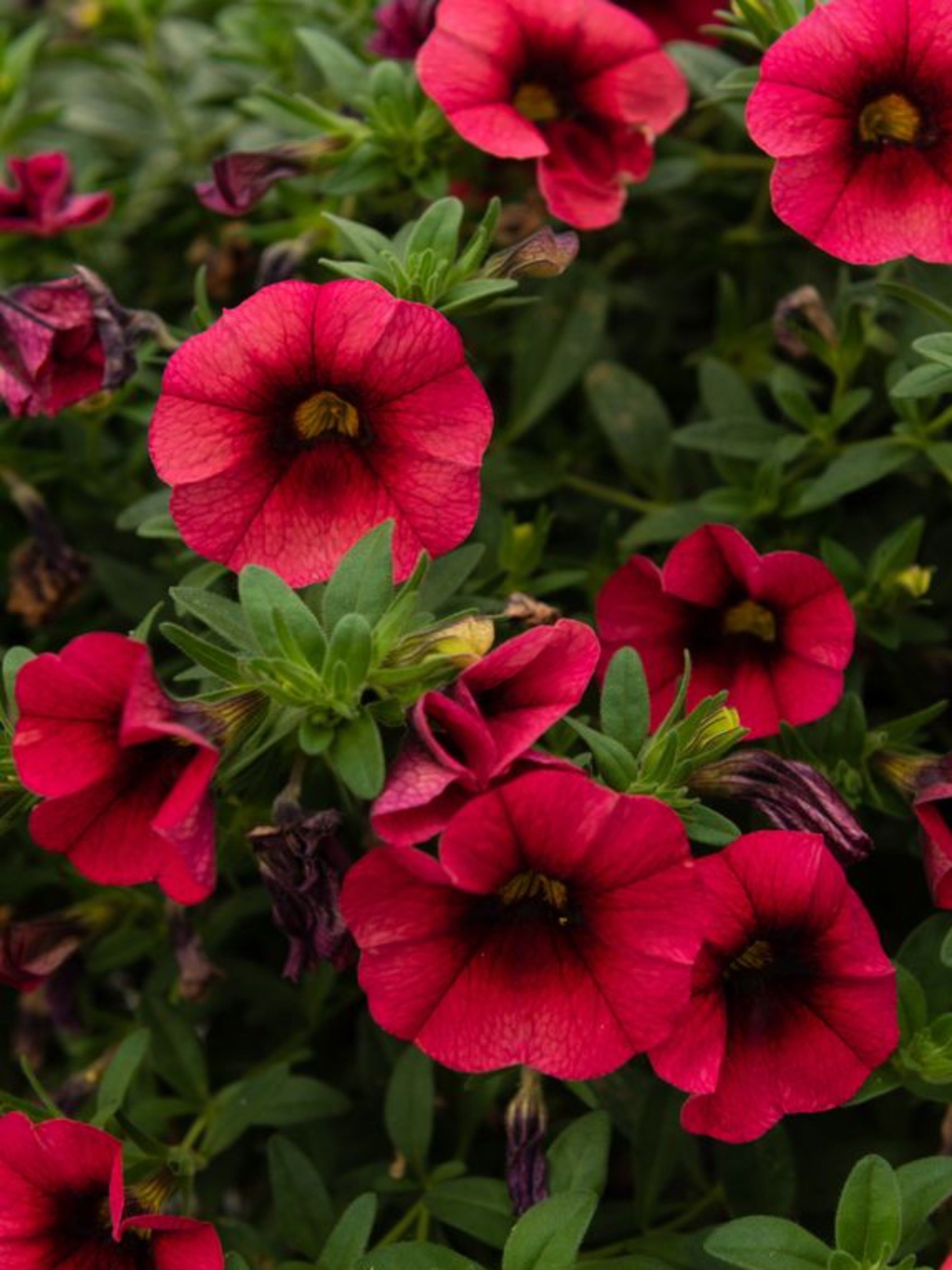 CALIBRACHOA CHILI PEPPER