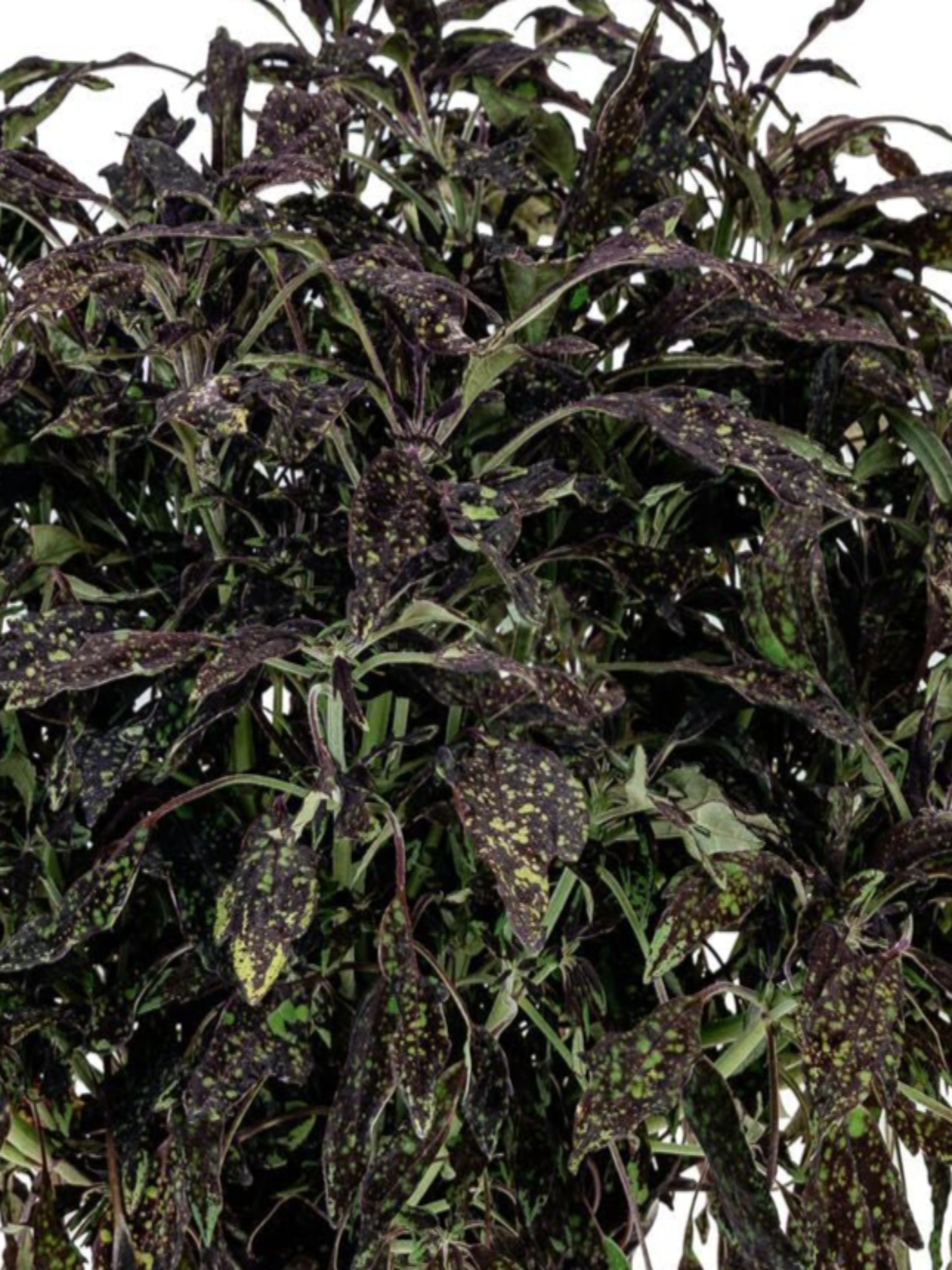 COLEUS DOWNTOWN NYC NIGHTS