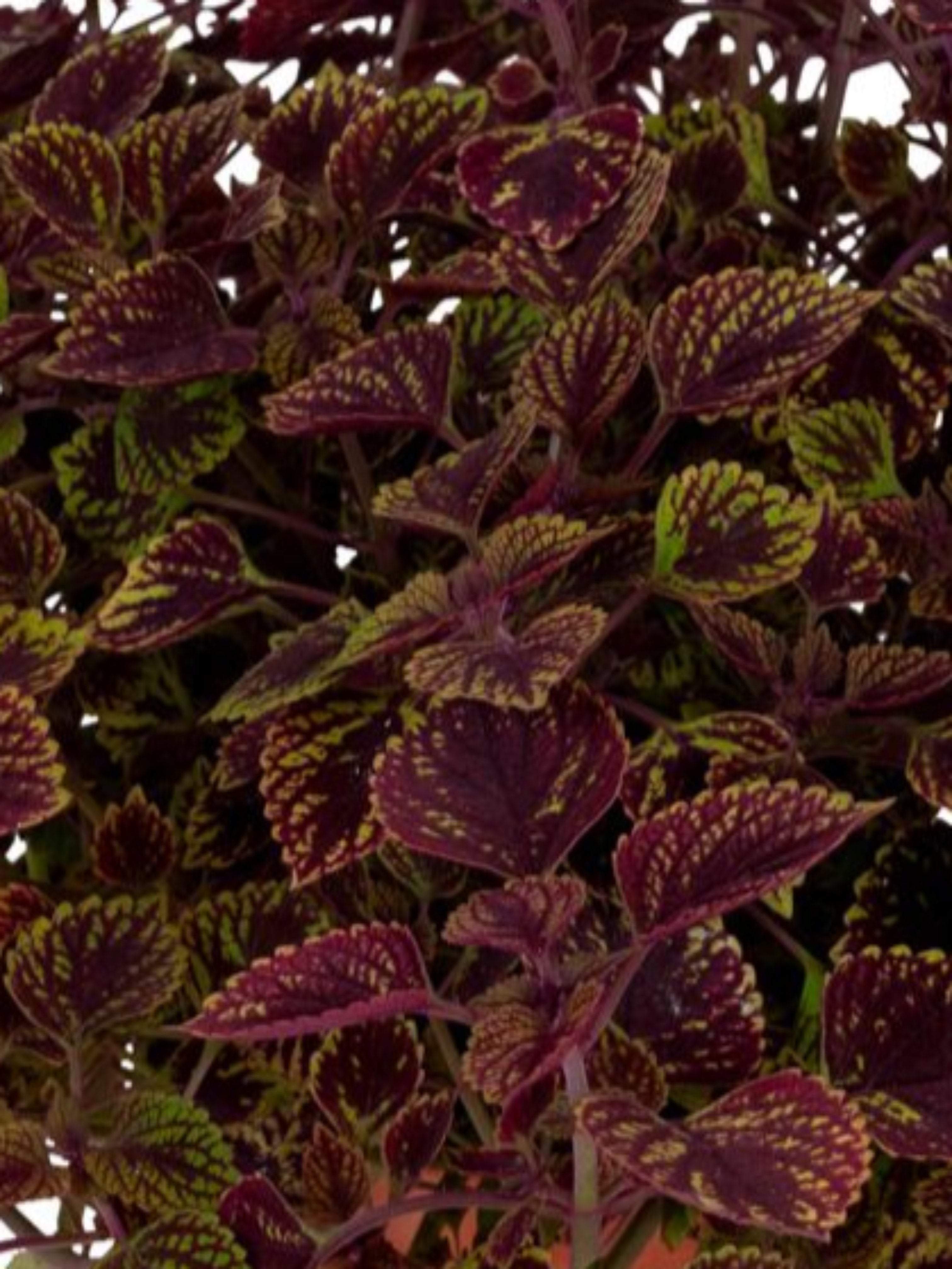 COLEUS GREAT FALLS ROSE GOLD