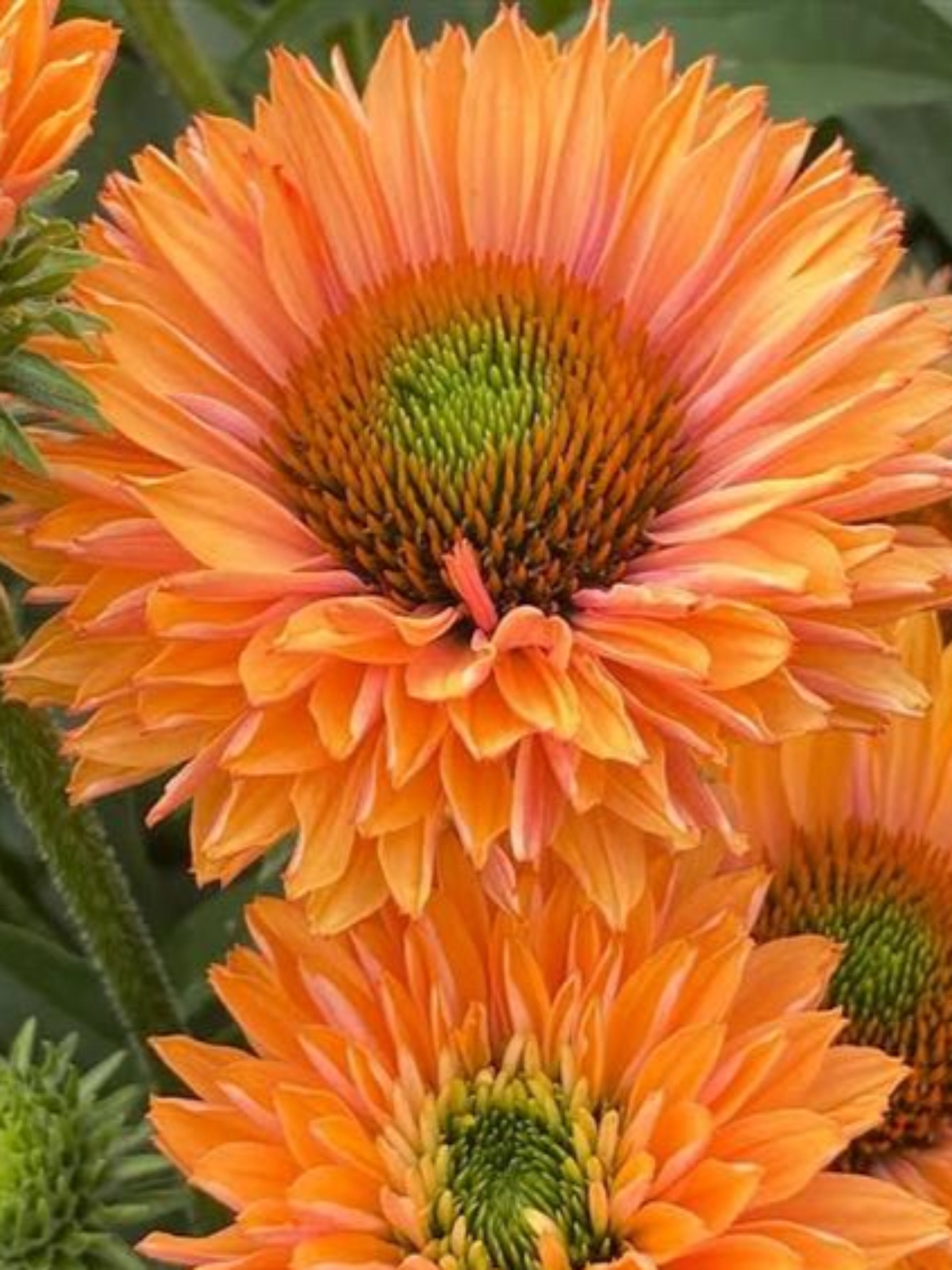 ECHINACEA PURPUREA SUNSEEKERS 'PUMPKIN PIE'
