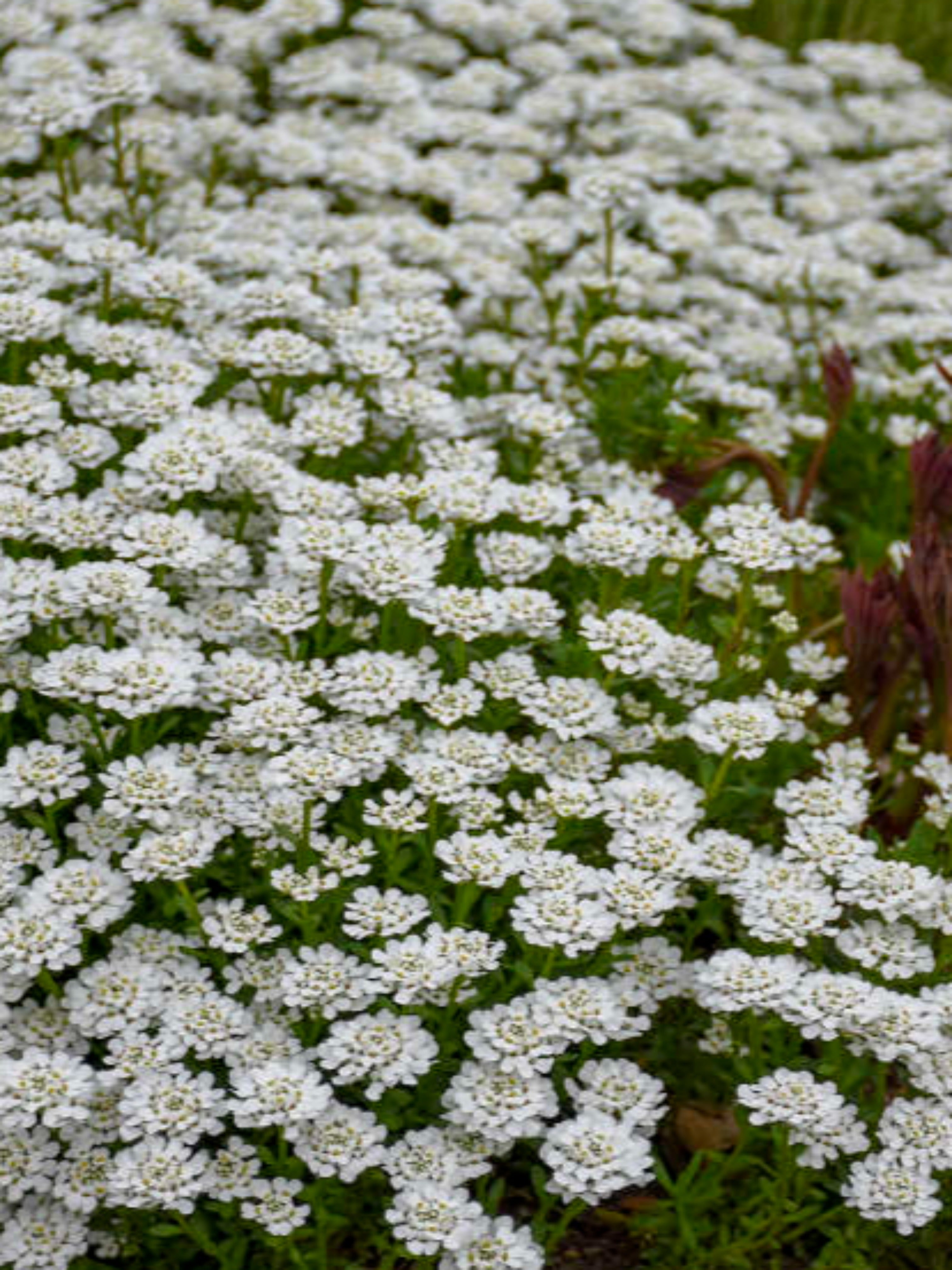 IBERIS SEMPERVIRENS 'ALEXANDER'S WHITE'