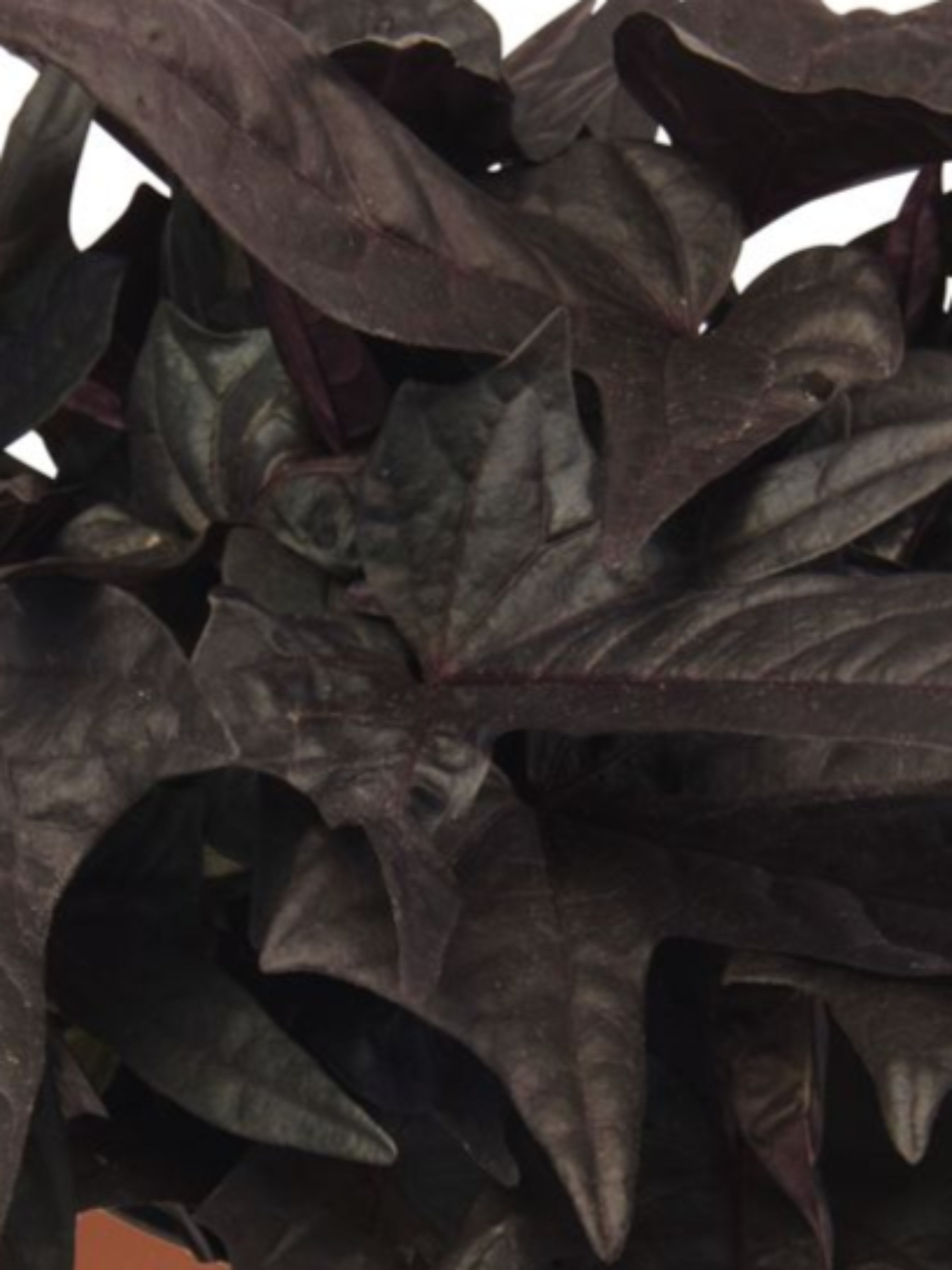 IPOMOEA (SWEET POTATO VINE) FLORA MIA 'BLACK'