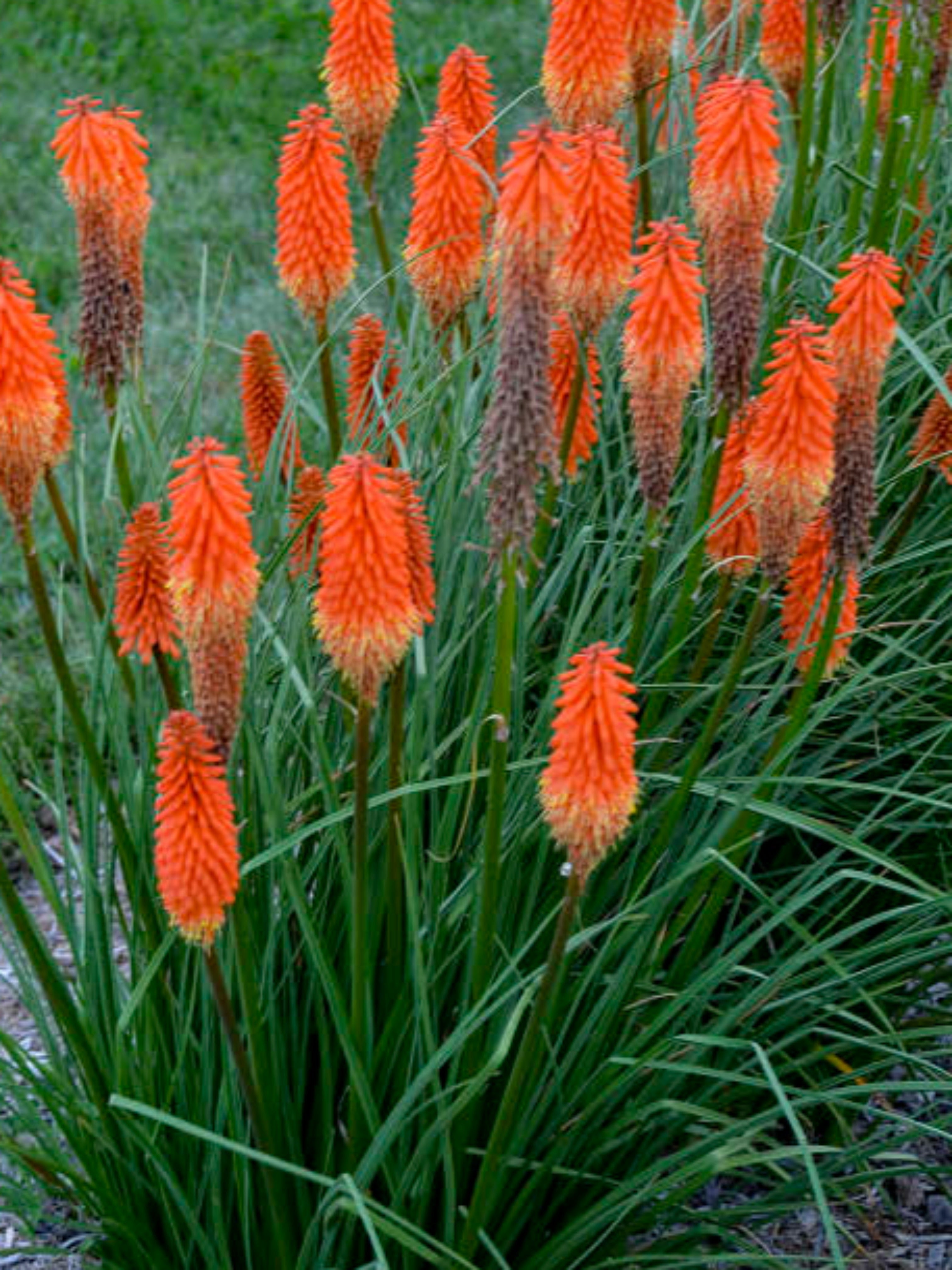 KNIPHOFIA 'JOKER'S WILD'