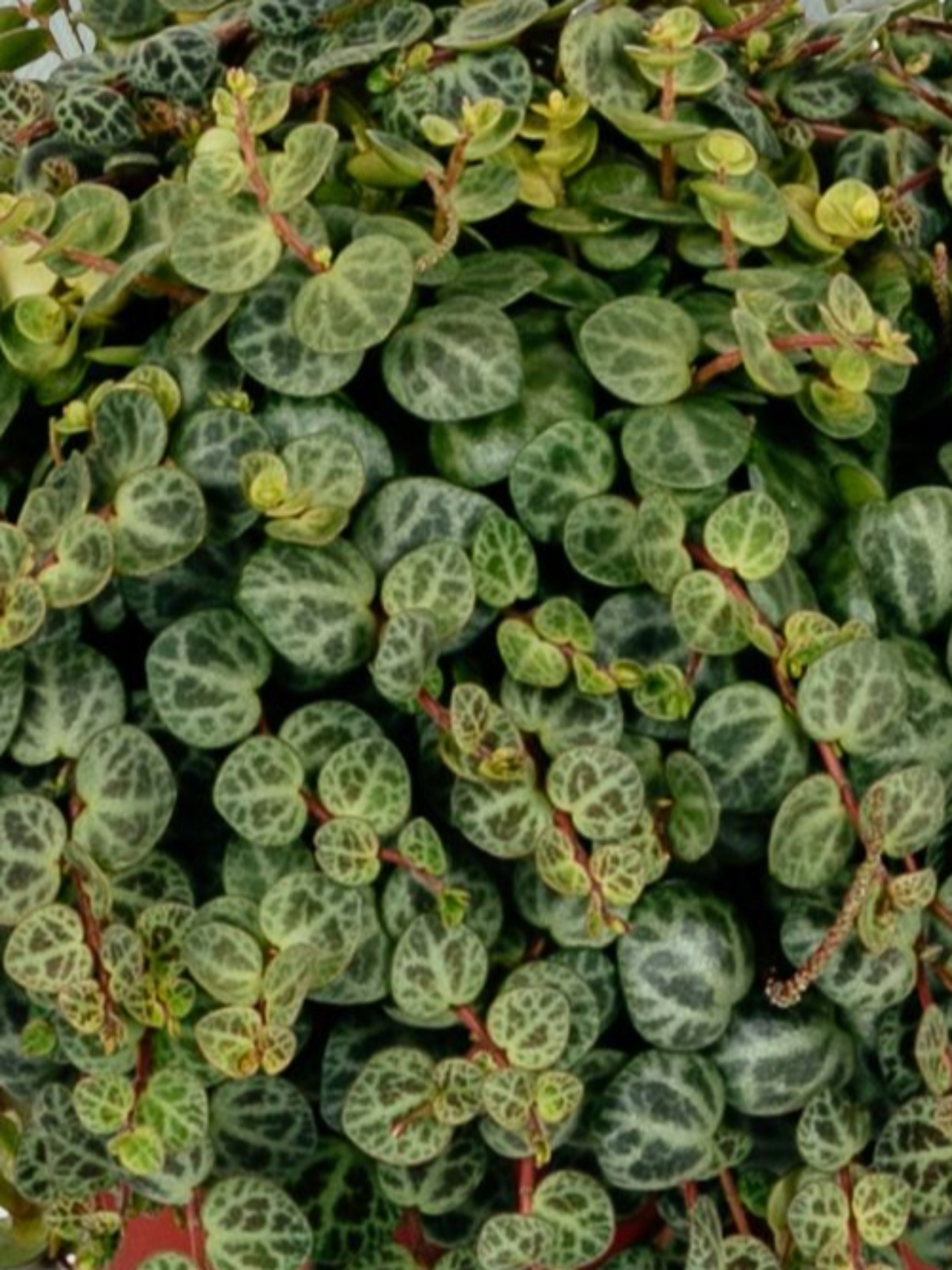 SUCCULENT PEPEROMIA 'STRING OF TURTLES'