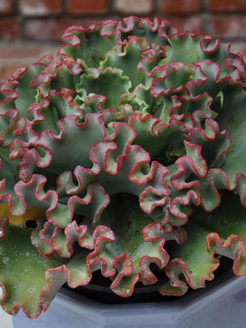 SUCCULENT SENECIO ROWLEYANUS