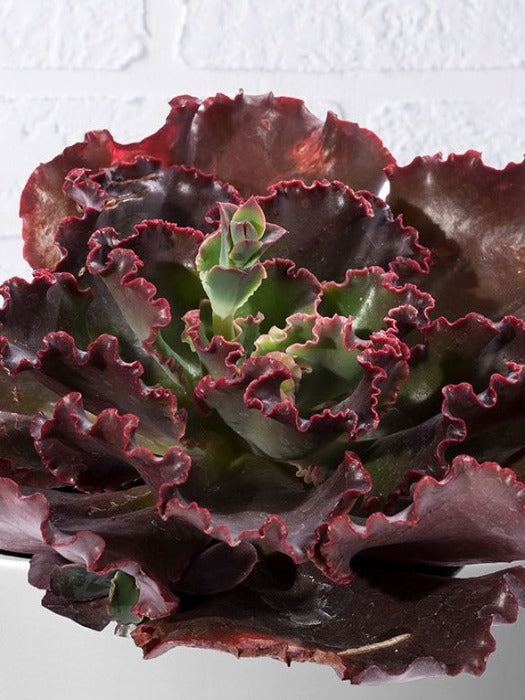 SUCCULENT ECHEVERIA CORAL REEF 'CHOCOLATE'