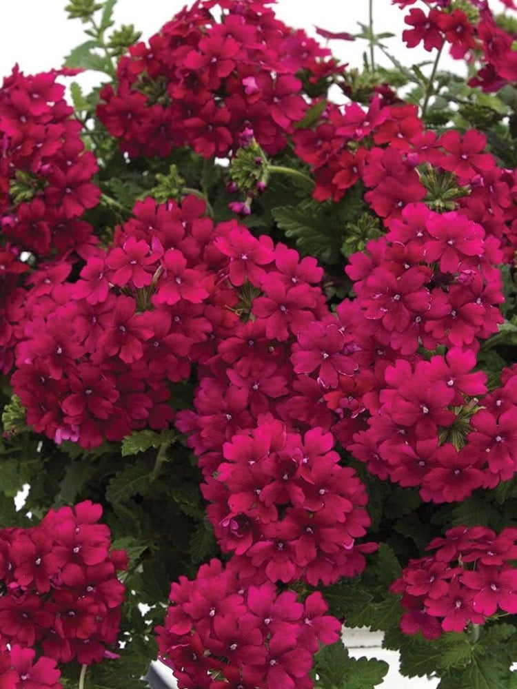 VERBENA 'MERLOT'
