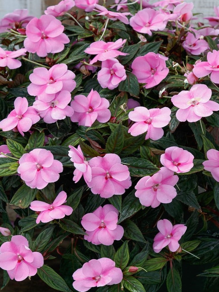 SUNPATIEN 'LAVENDER SPLASH'